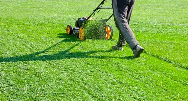 Person mowing a grassy lawn with a push lawnmower.