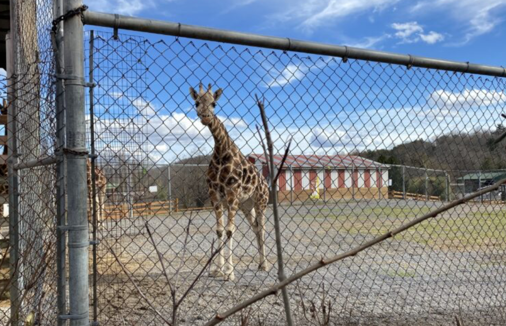 Natural Bridge Zoo owner found in contempt, ordered to return missing giraffes