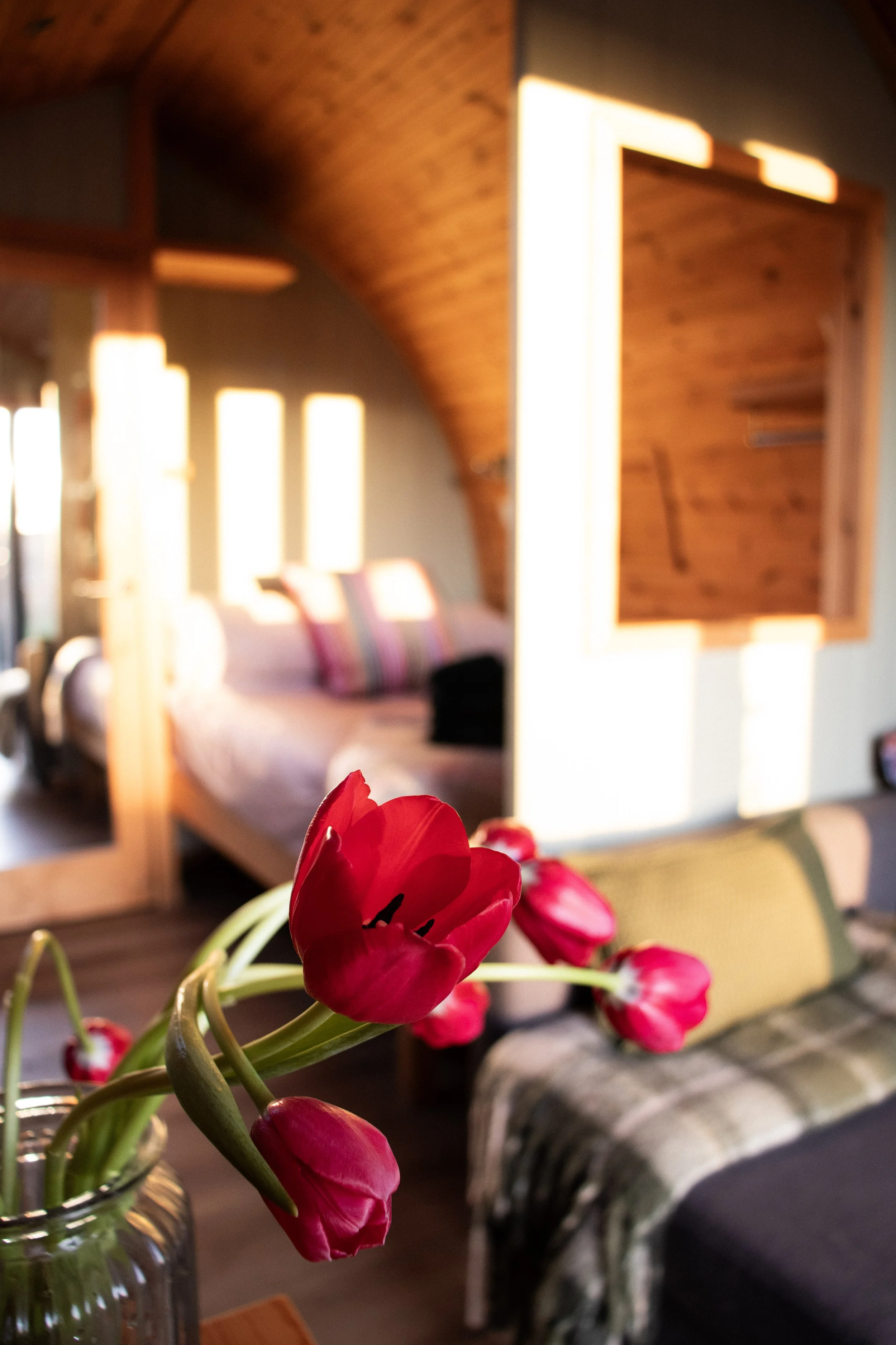 Skylark Tulips, Sofa and Bed