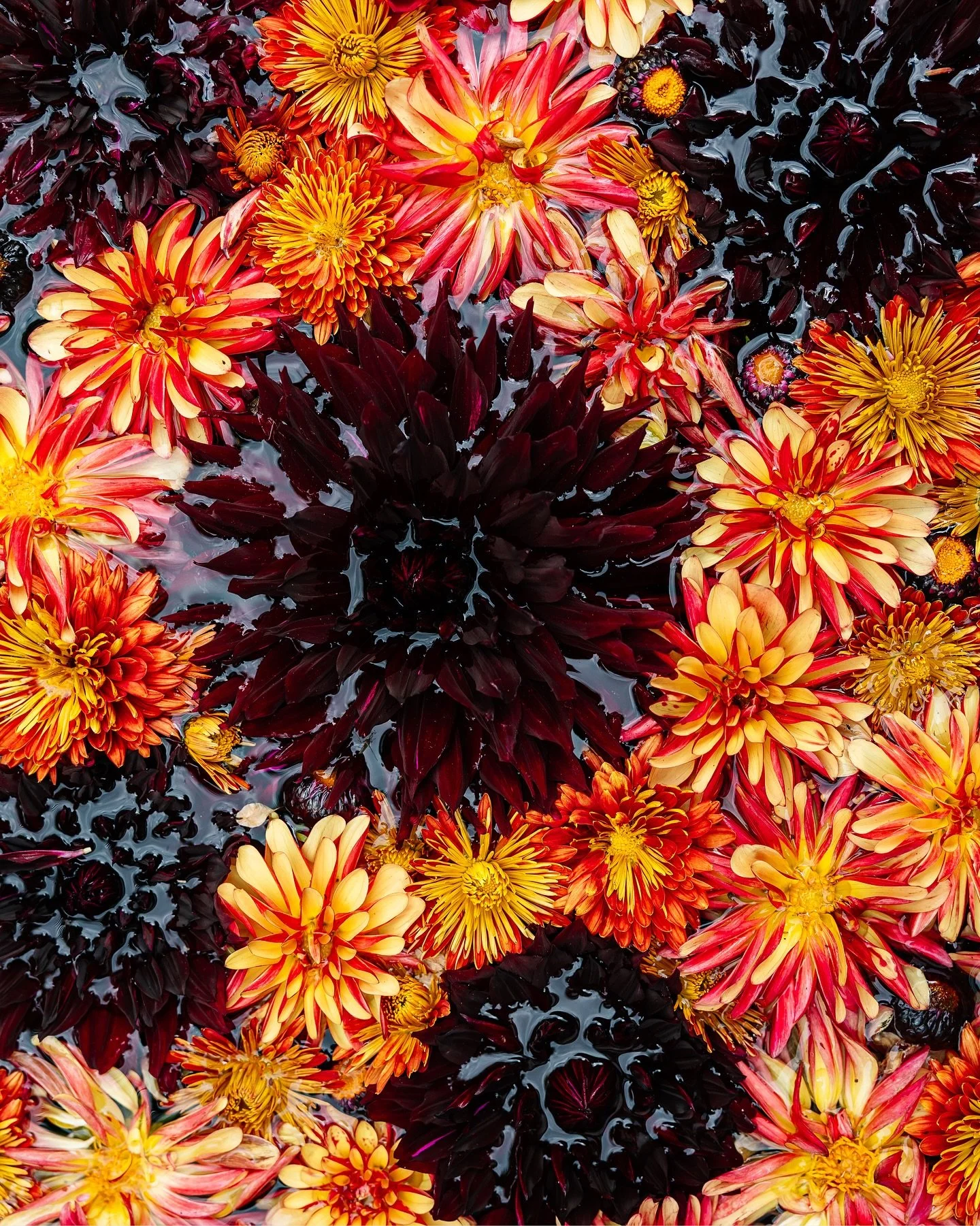 One of the best ways for me to creatively refresh my brain is to photograph a garden. I can always count on Chanticleer to excite me. 😍

📍: @chanticleergarden &ndash; Wayne, PA

🏷️: Garden photographer, Chanticleer Garden, America&rsquo;s Garden C