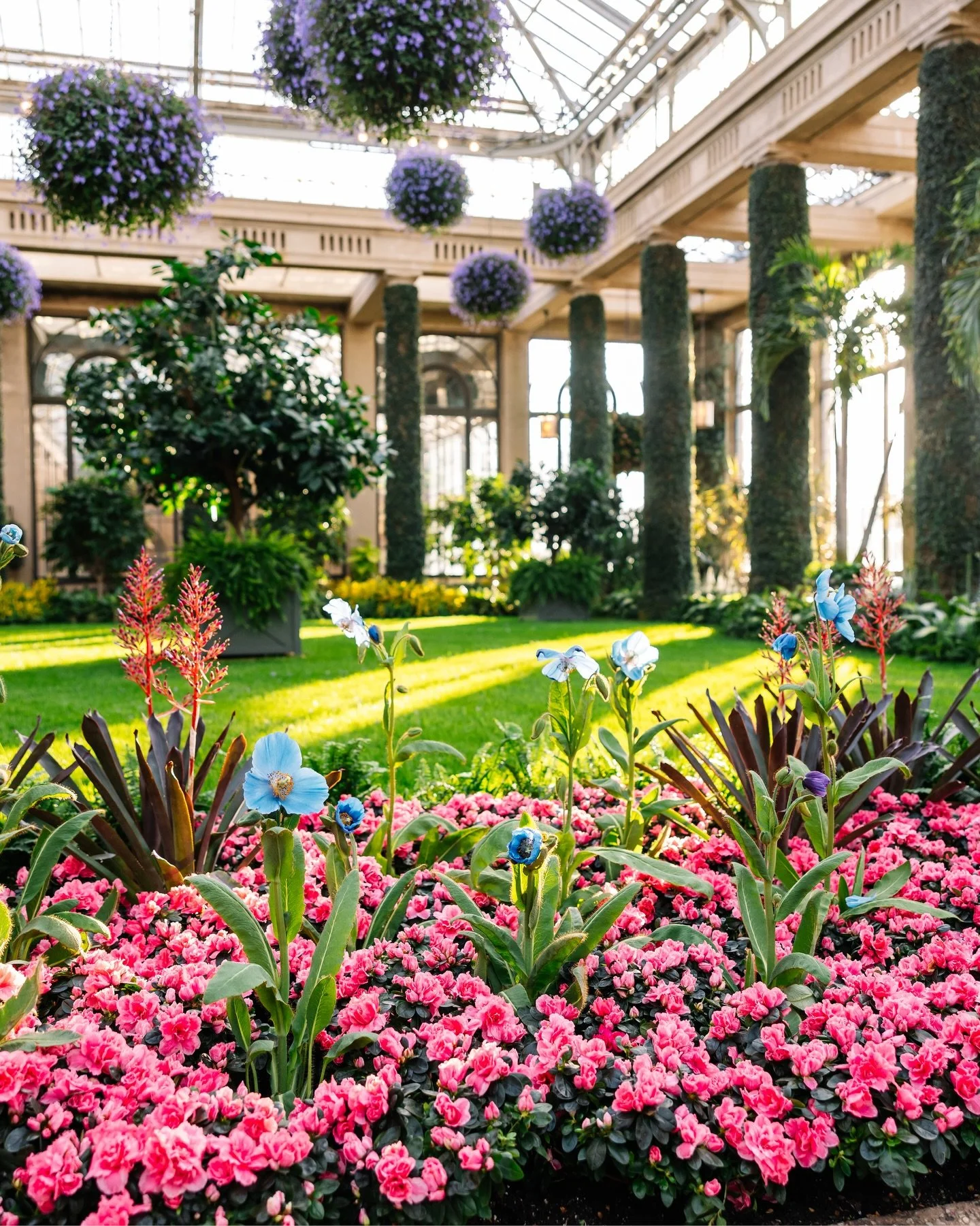 March scenes from Longwood Gardens. ✨ Highlights include the famous blue poppies, Clivia, and spring ephemerals.

Photographed on March 11, 2026.

🏷️: Longwood Gardens photography, Longwood Gardens photographer, garden photographer, America&rsquo;s 