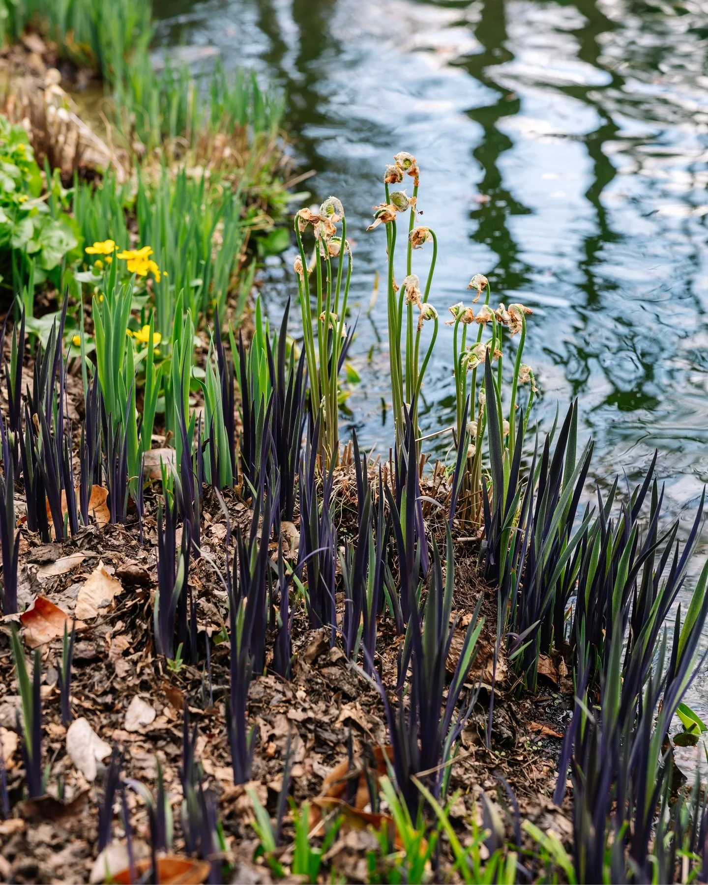 Early spring views on the opening day of Mt. Cuba Center. ✨

📍: Hockessin, Delaware
🏷️: Garden photographer, botanical garden photographer, America&rsquo;s Garden Capital, Brandywine Valley, Delaware gardens