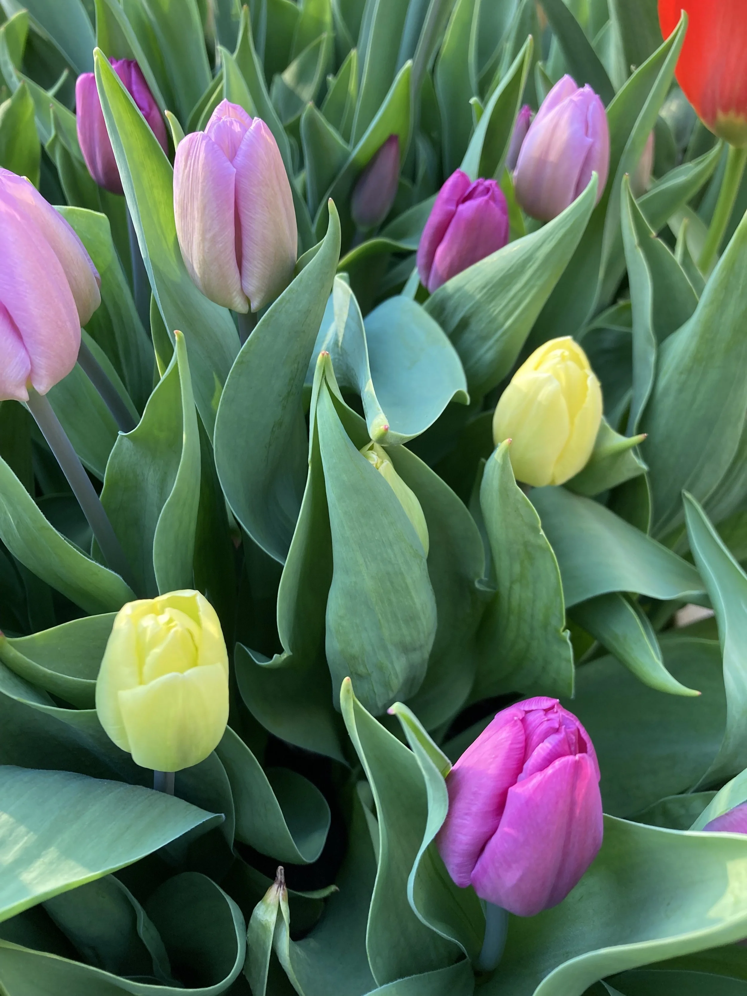 Tulip Bouquets Evergreen Acres Tulip Bouquets Evergreen Acres