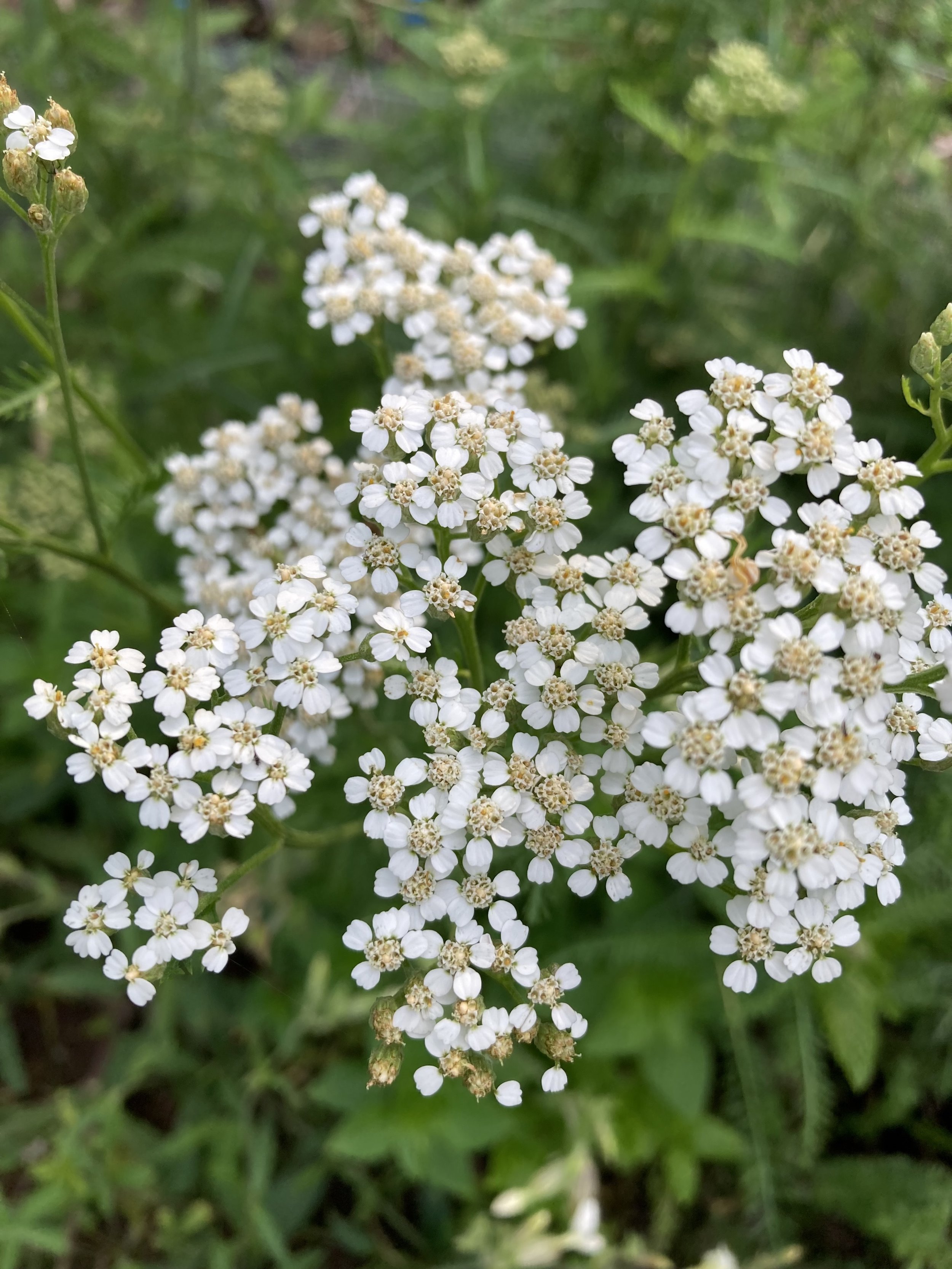 Yarrow.jpg