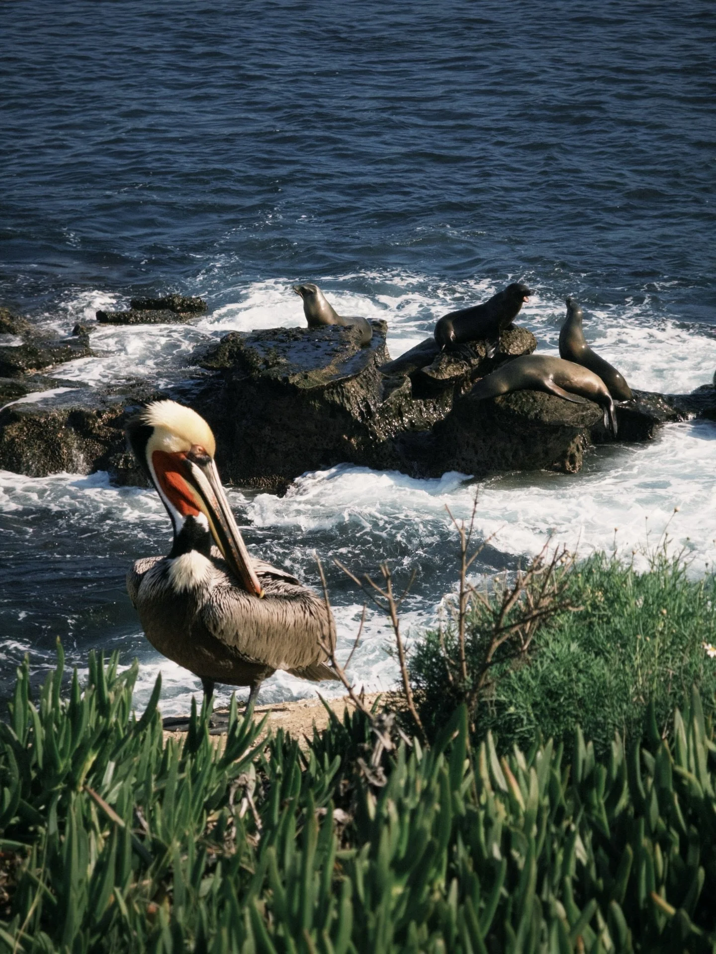 The other day we took a trip to San Diego.
Sometimes the Earth just shows off. 🌍
San Diego on film.

Wonderful day enjoyed with @lauselma &amp; @christianorpineda 

Which frame is your favorite &mdash; 1&ndash;8?

#lajollashores #lajolla #sandiego #