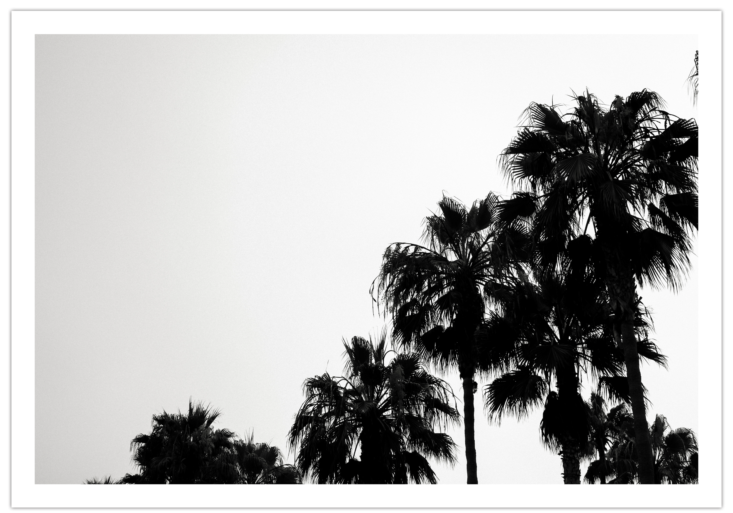 palmtrees.png