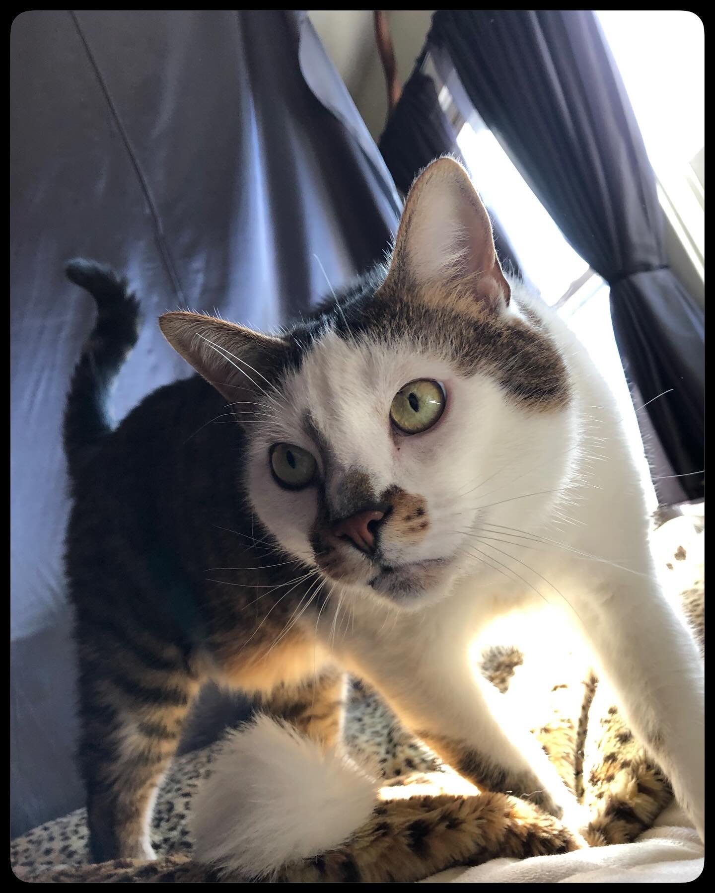 A week ago today, our sweet boy Miles crossed the rainbow bridge, with the comfort of his family at his side. No words can truly express how important and loved he is by @theultimateash Ella, Fernie and I, and the impact he’s made on our little