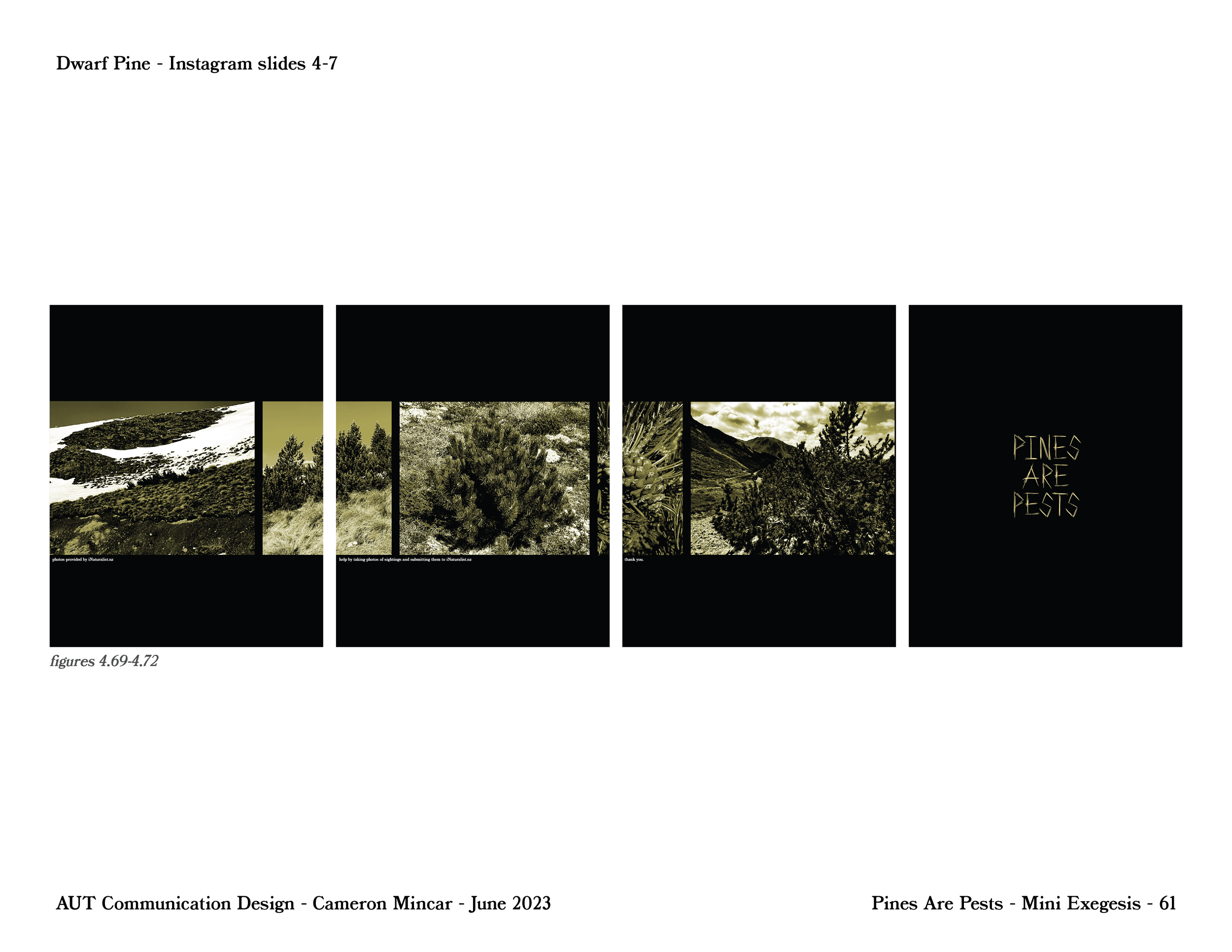 PinesArePest.ProcessBook-71.png