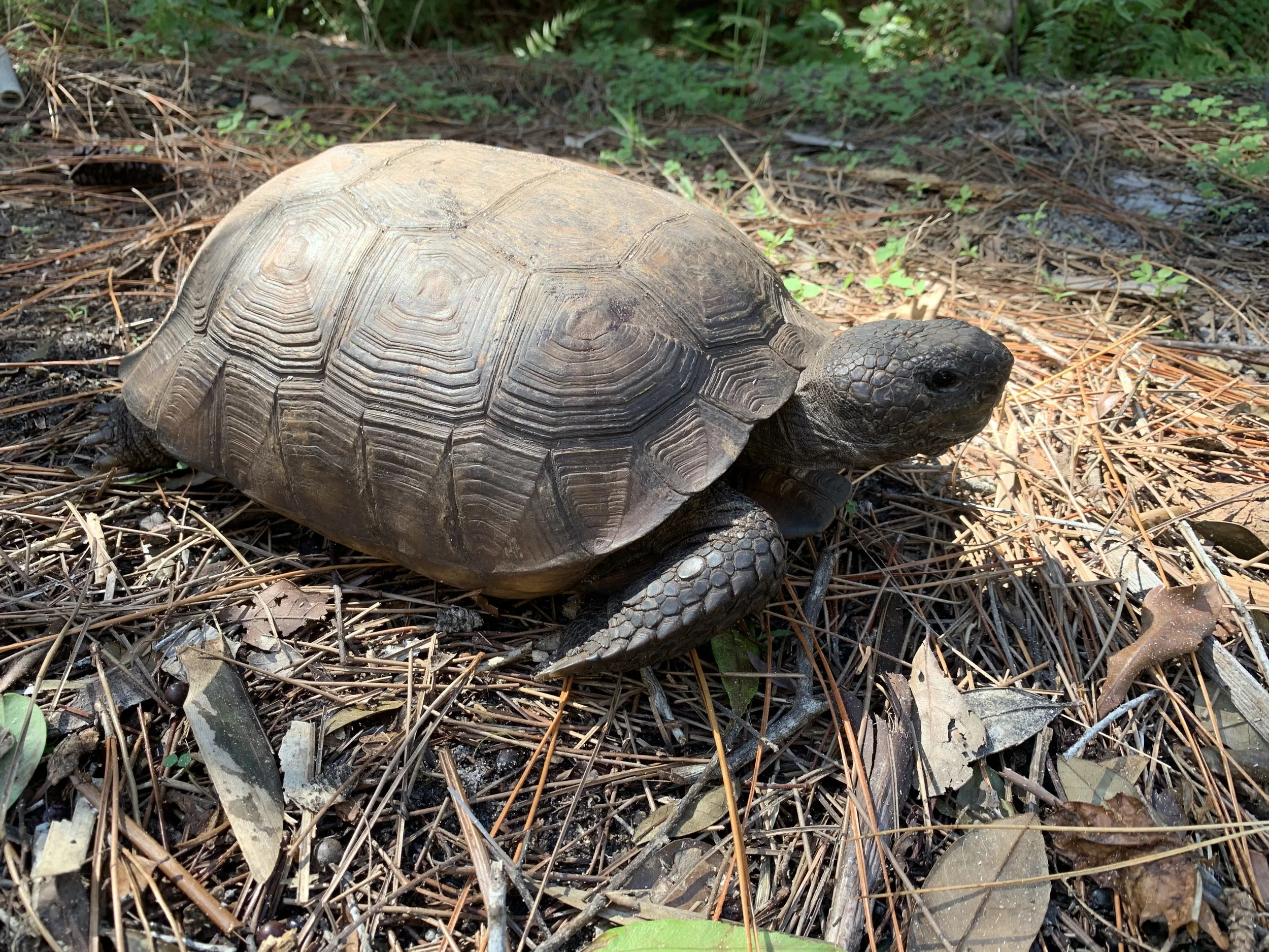 Gopher Tortoise.jpg