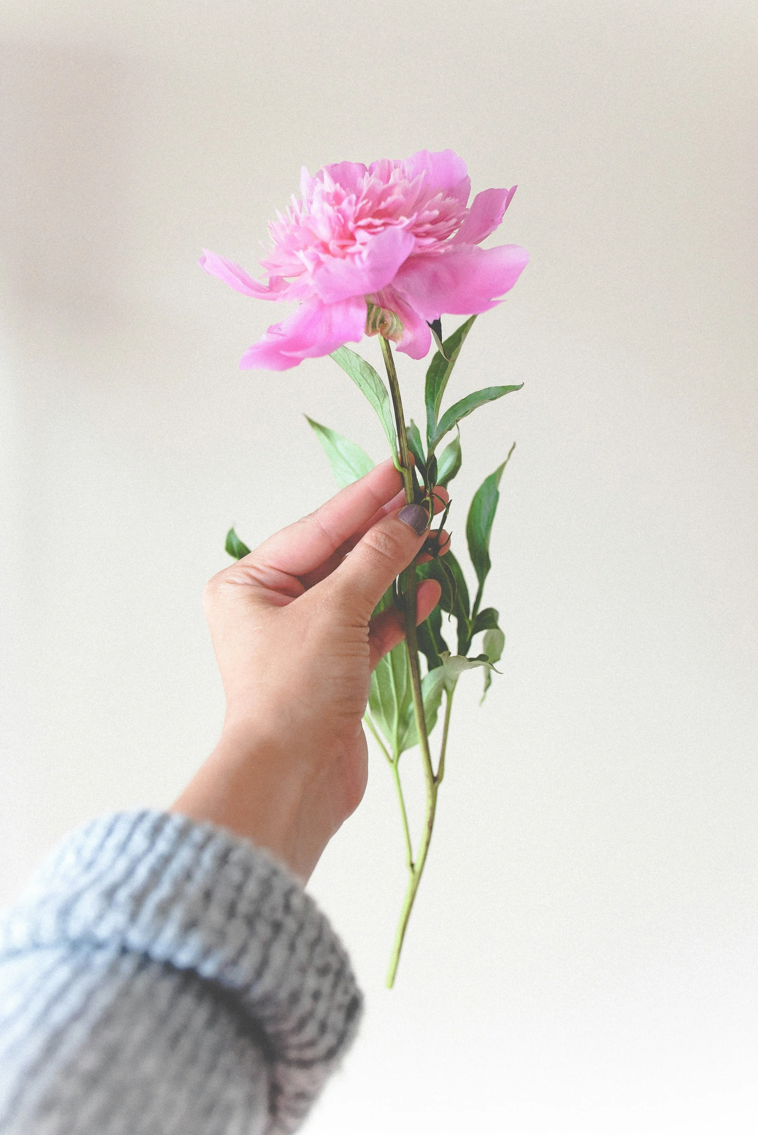 Person holding a light pink peony flower with green leaves against a plain background.