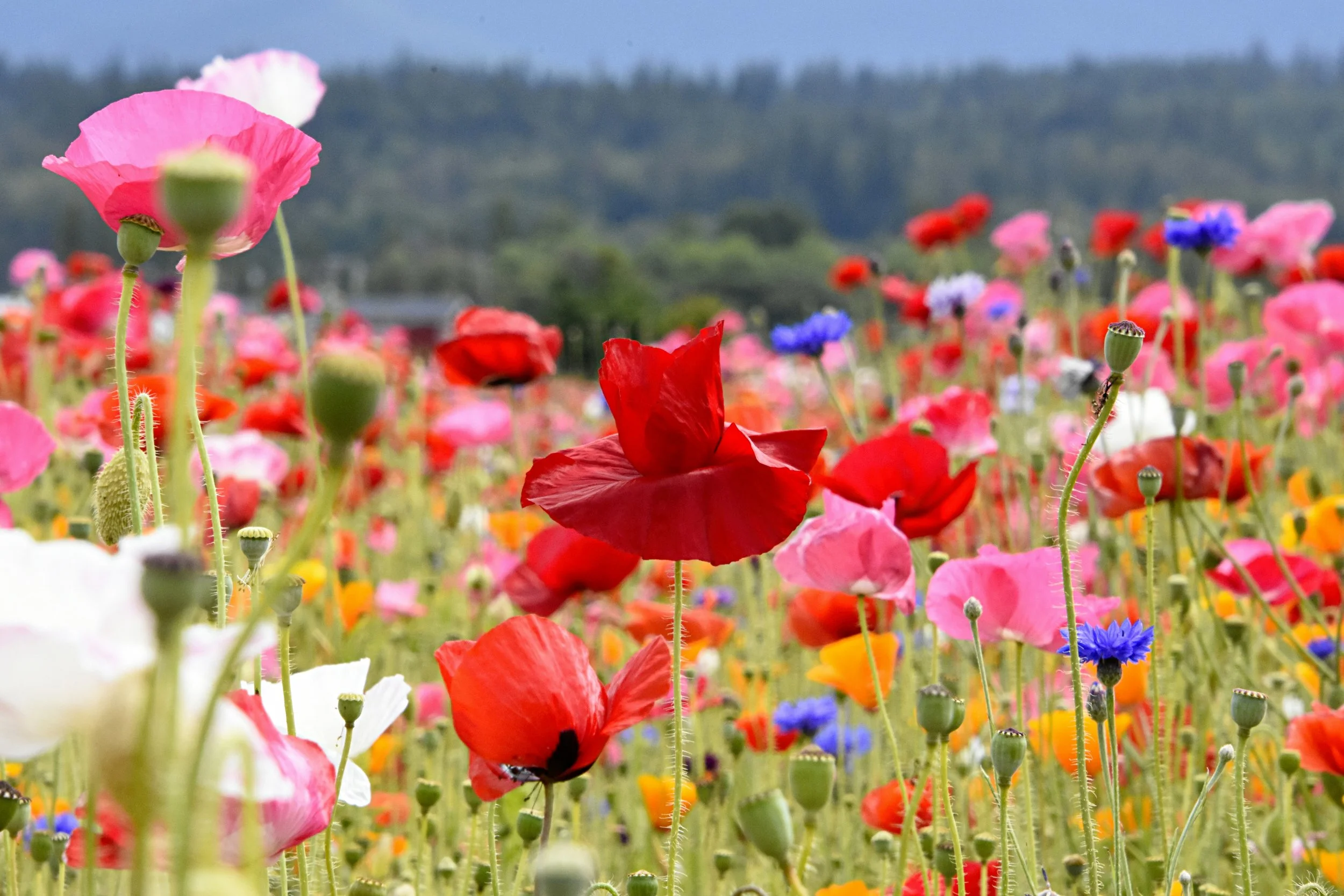 Field of colorful wildflowers, including red, pink, white, purple, and blue flowers, with a distant tree line and cloudy sky in the background.