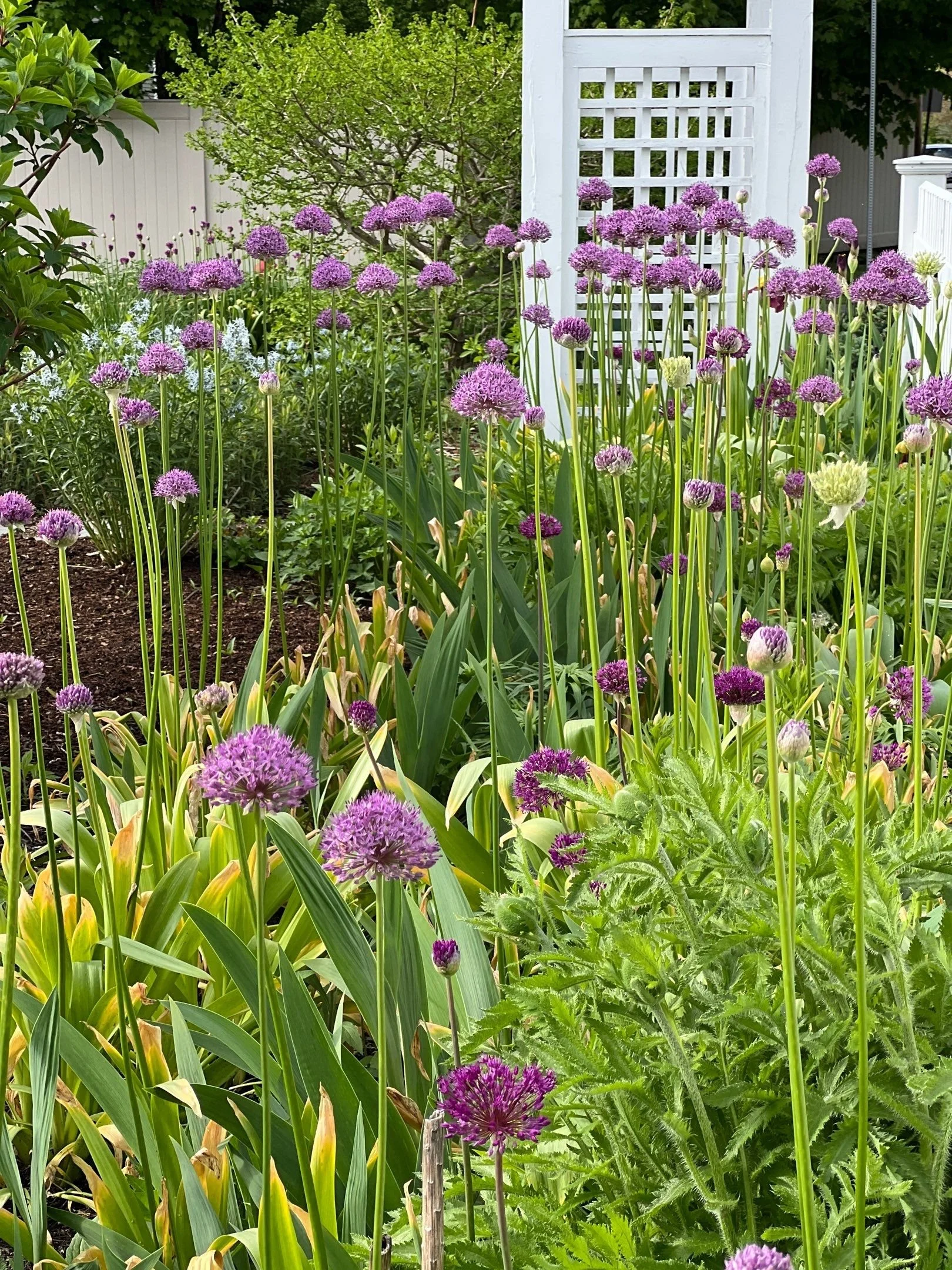 LECTURE: Mini-Meadows for Small Spaces