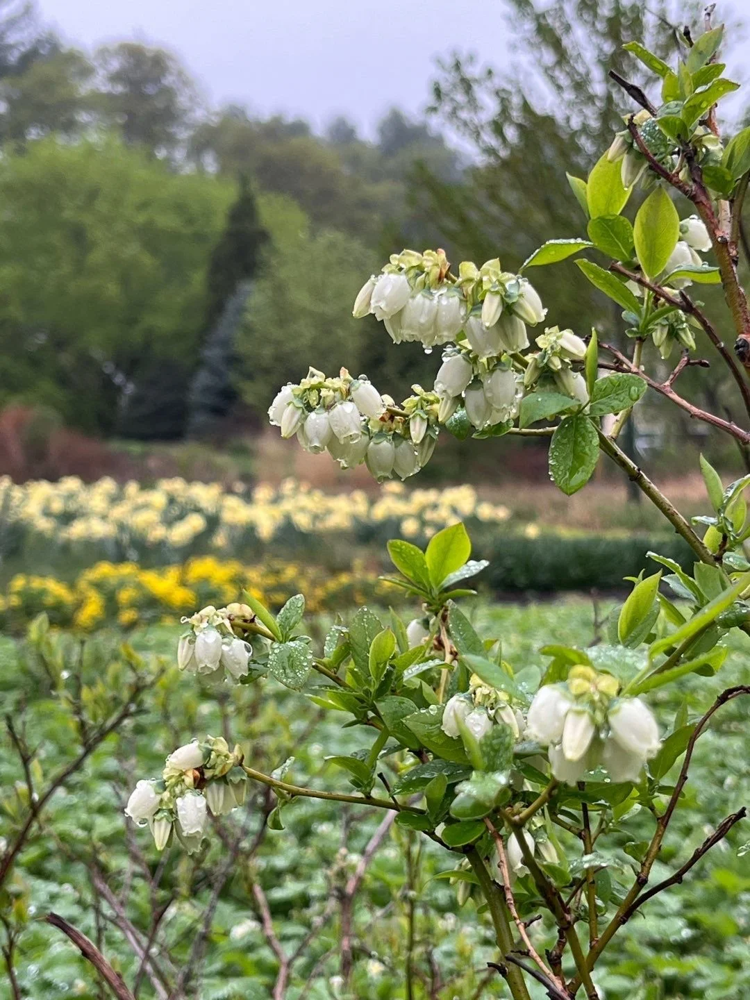 LECTURE: The Joy of Native Plants