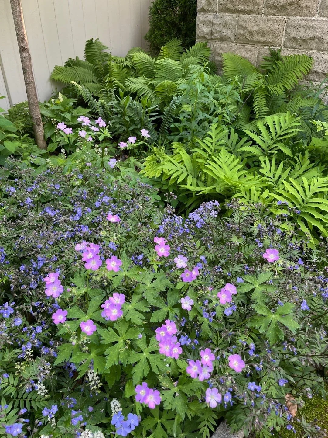 LECTURE: The Joy of Native Plants