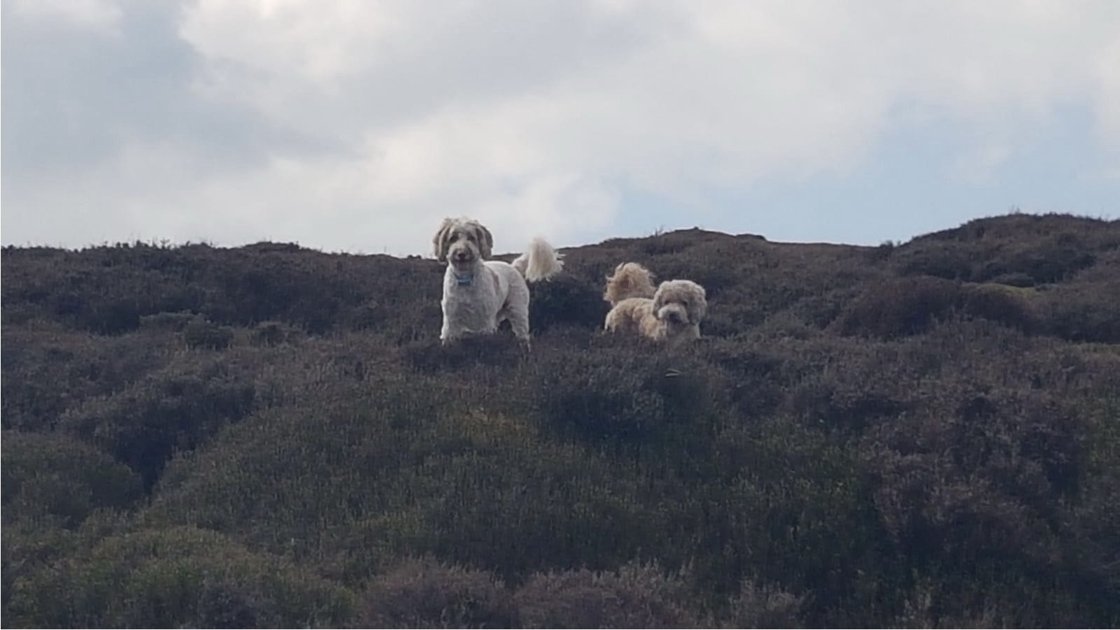 Two fluffy dogs standing on a hilltop with overcast sky.