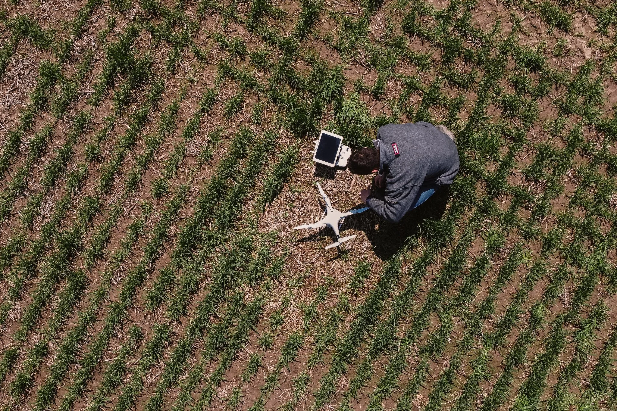 Aerial view of a person operating a DJI Phantom 4 with a tablet in a field with rows of soy beans.