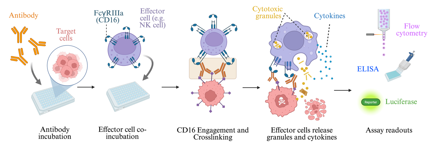 ADCC Assay — TME Scientific