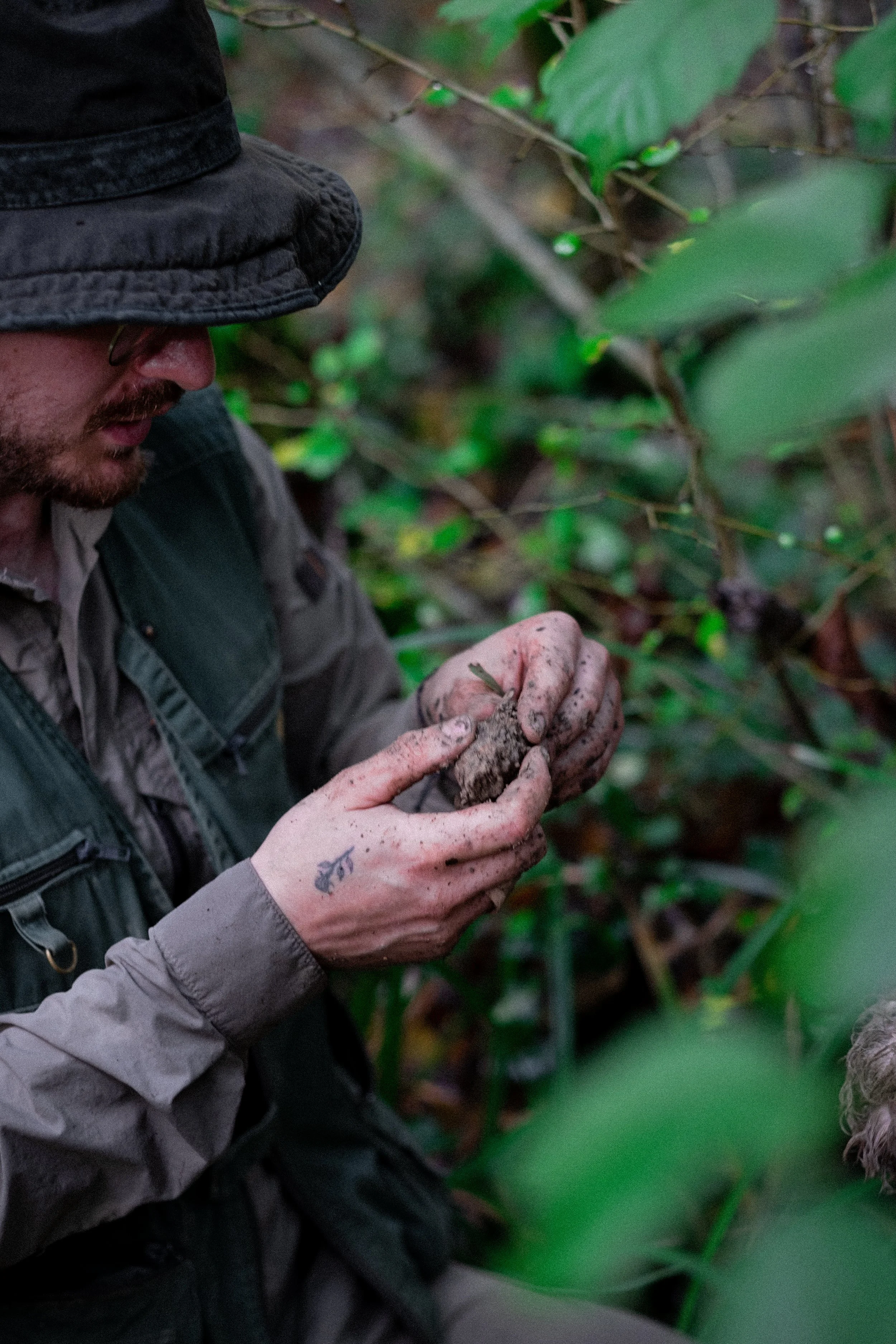 A truffle forager wearing a hat and outdoor gear examining a truffle after his hunting poppies found a truffle surrounded by green foliage.Wearing outdoor gear and a hat, a truffle forager is examining a truffle they recently found. The truffle is ne