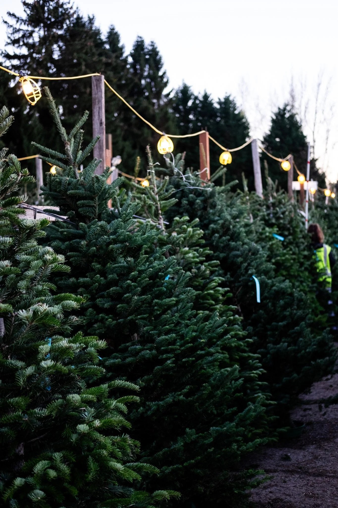 Row of Christmas trees at an outdoor tree farm with string lights hanging above, and a person in a reflective vest in the background.