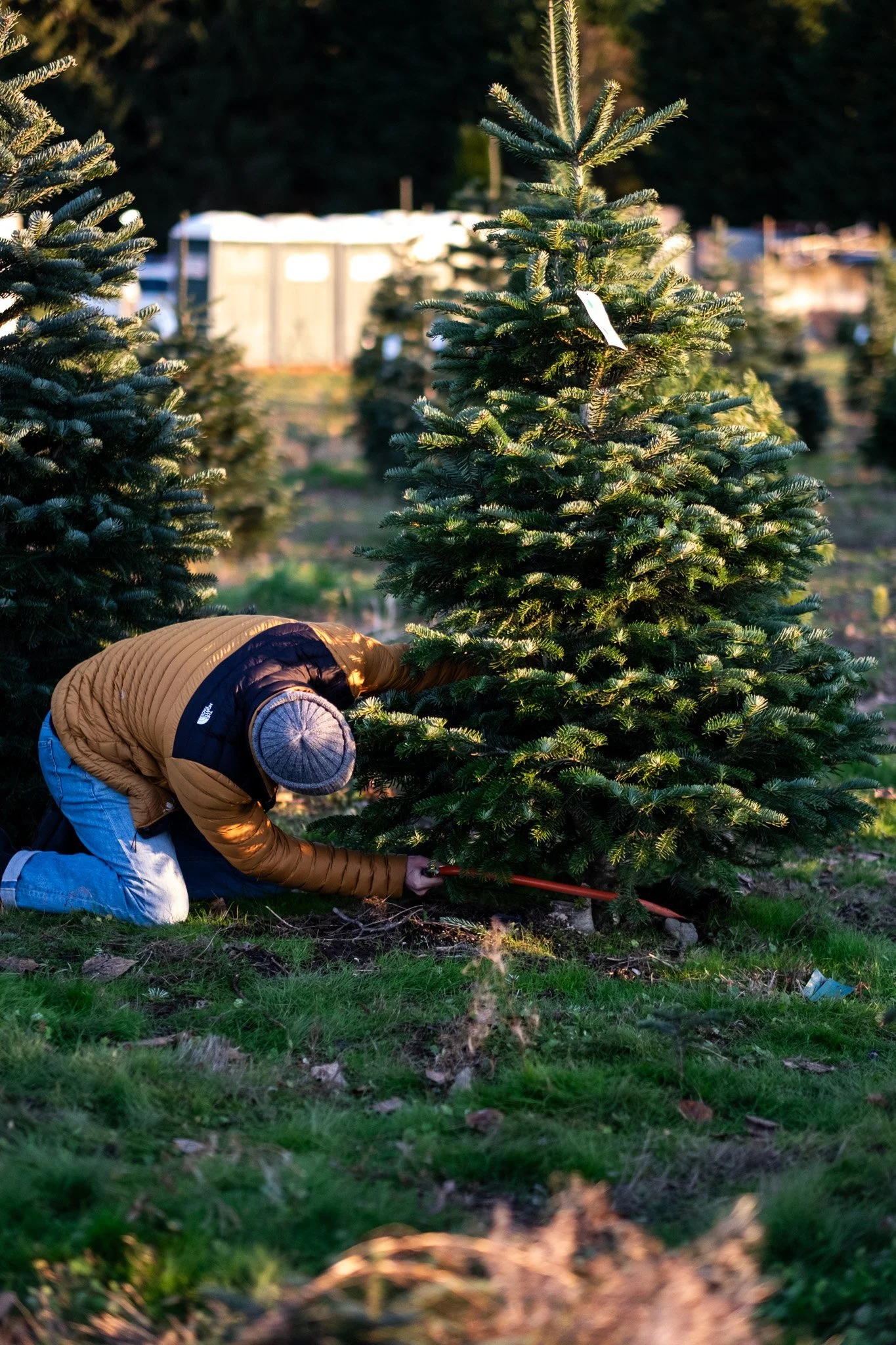 Person kneeling on the grass, trimming a pine tree with pruning shears at an outdoor Christmas tree farm.
