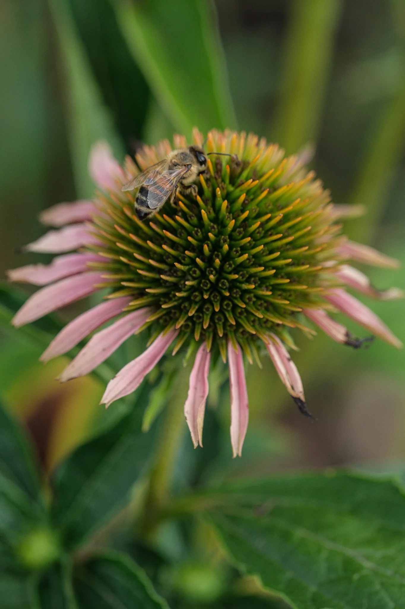 
A bee collecting nectar from a pink coneflower with green background.