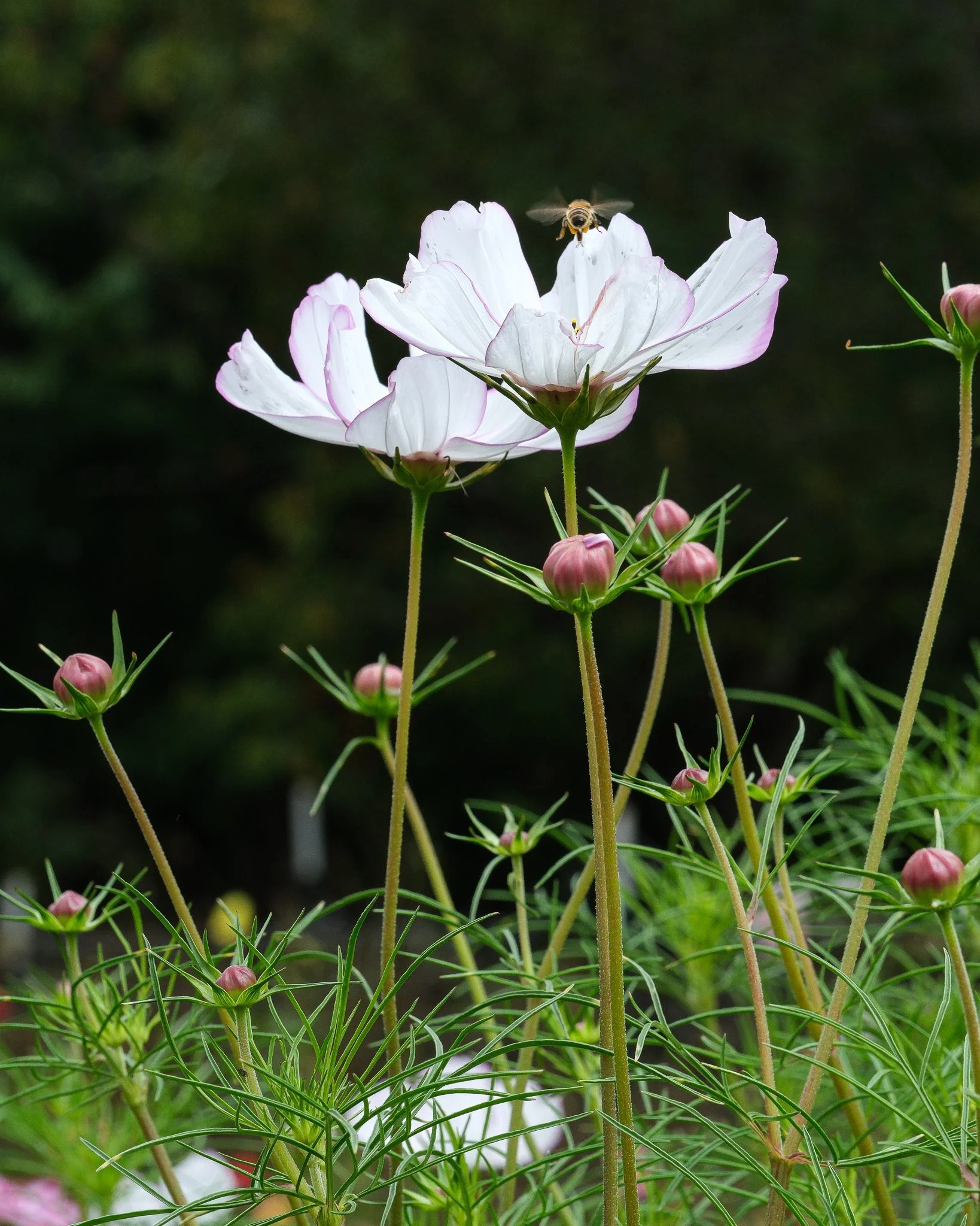 Flowers with pink buds and white petals, one bee flying above.