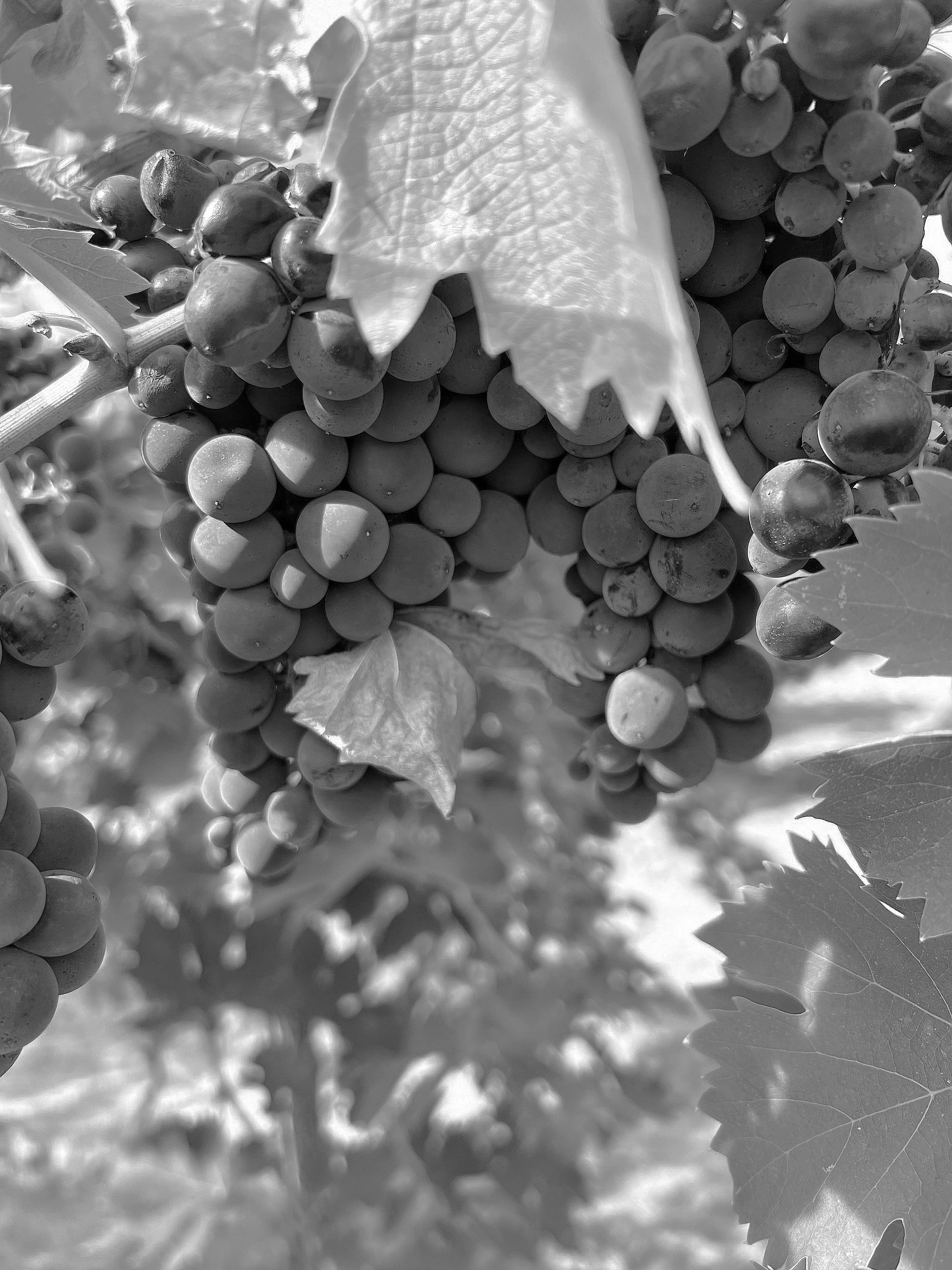 Black and white photo of a bunch of grapes hanging from a vine, partially covered by leaves.