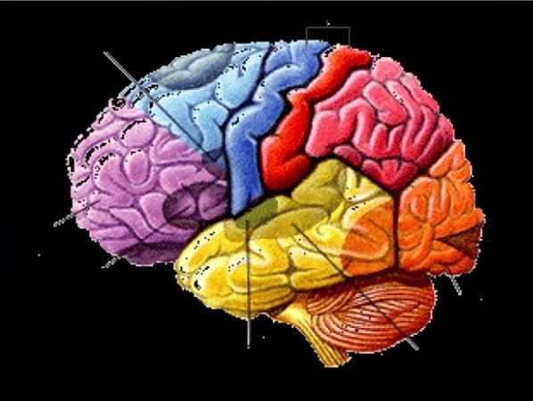 Color-coded diagram of the human brain showing different regions such as the frontal lobe, parietal lobe, occipital lobe, temporal lobe, and cerebellum, each in distinct colors against a black background.