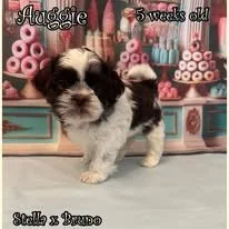 Auggie 5 weeks.jpg