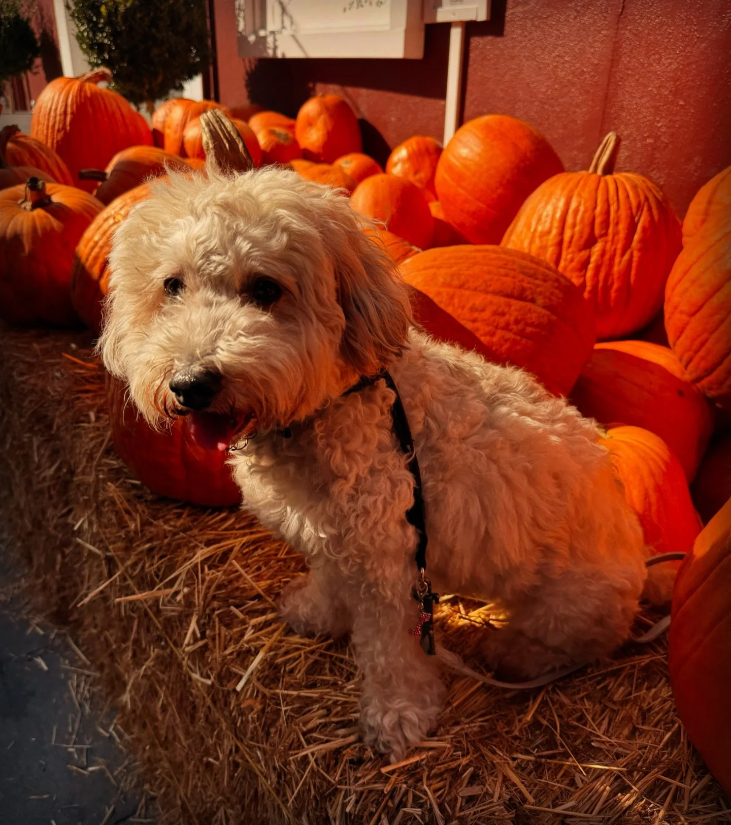 Wishing everyone a safe &amp; Happy Halloween! 🎃🐩

#crystal #smallbusiness #homedecor #furbaby #puppy #handmade #losangeles  #pumpkinpatch