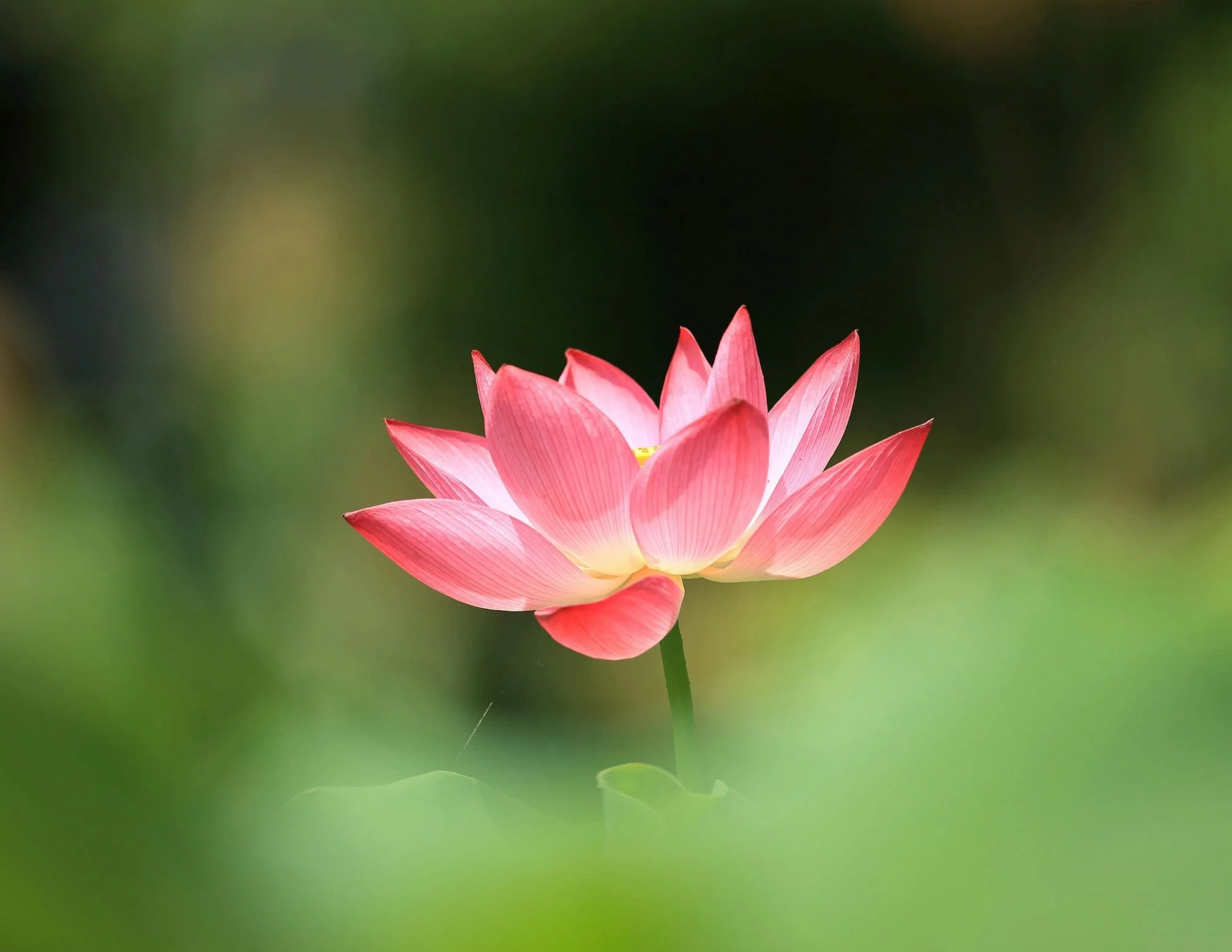 GIFTED Lucid dreaming group