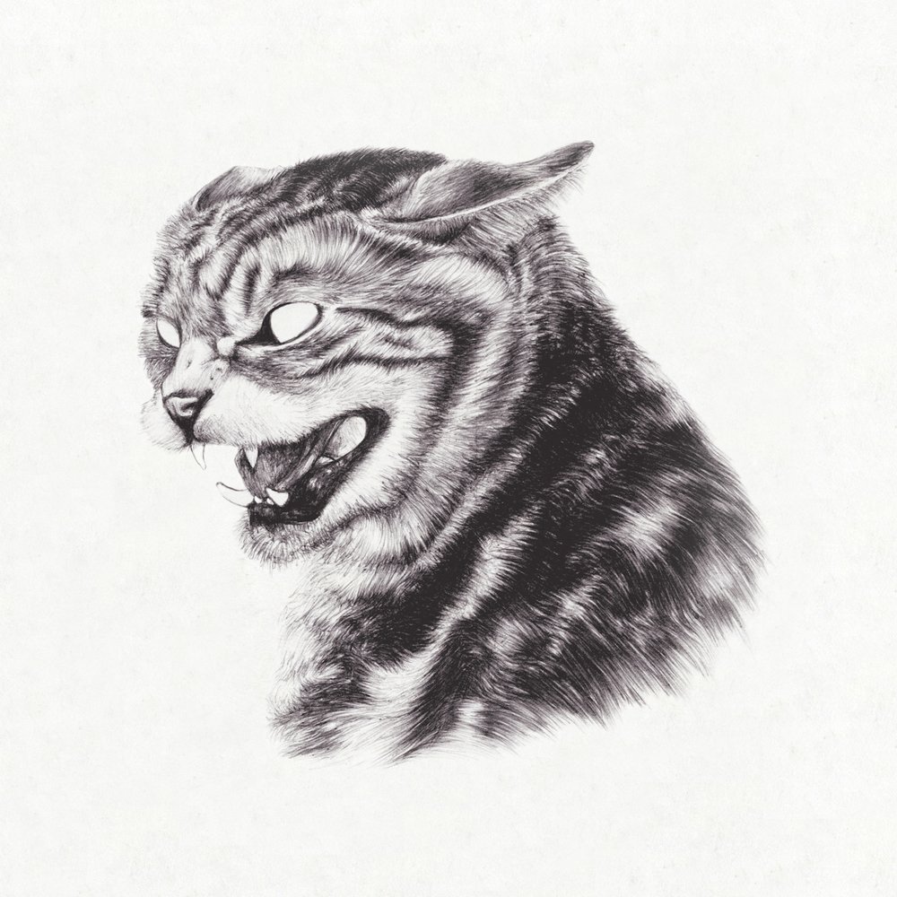 Beta Cat - 2014