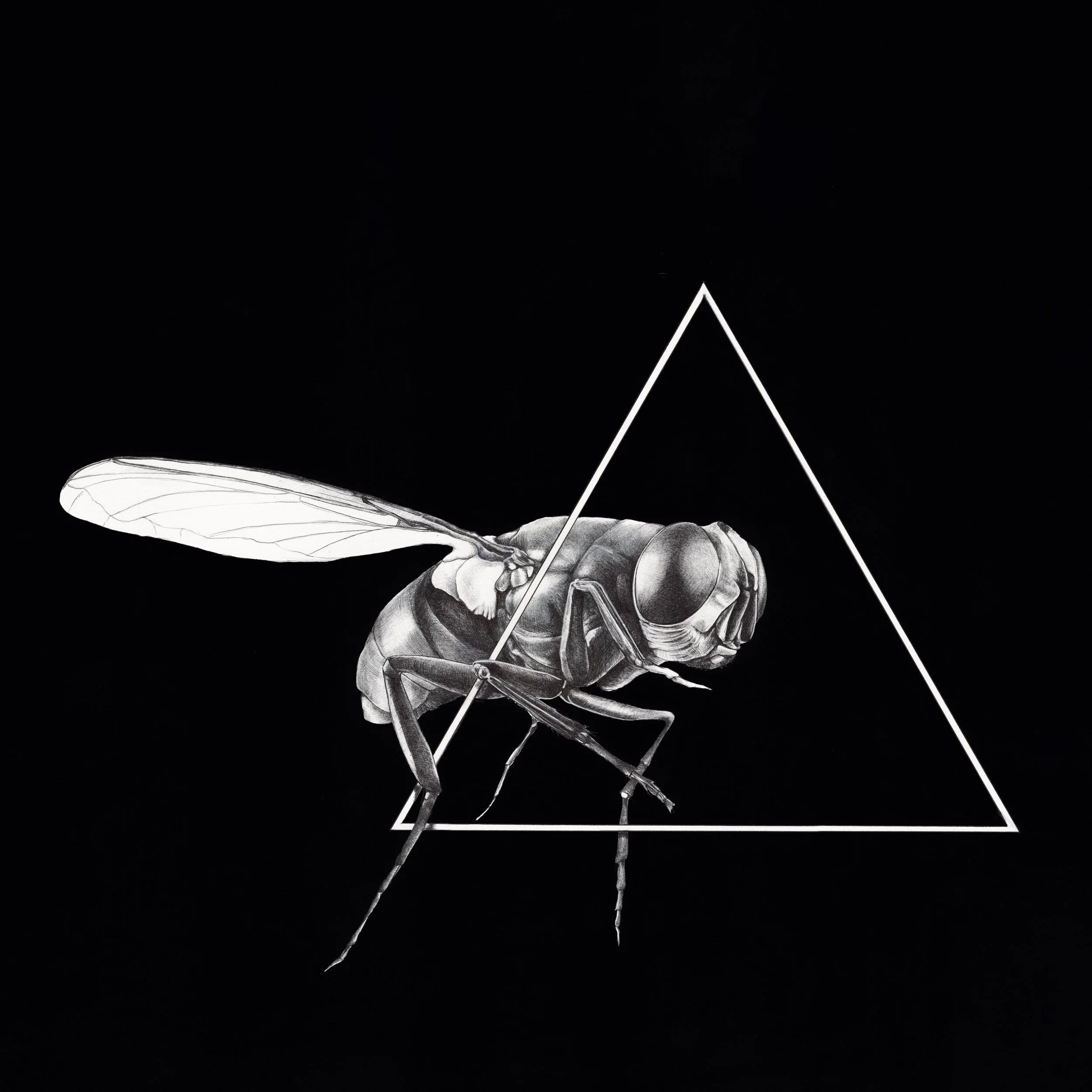 Delta Fly - 2020