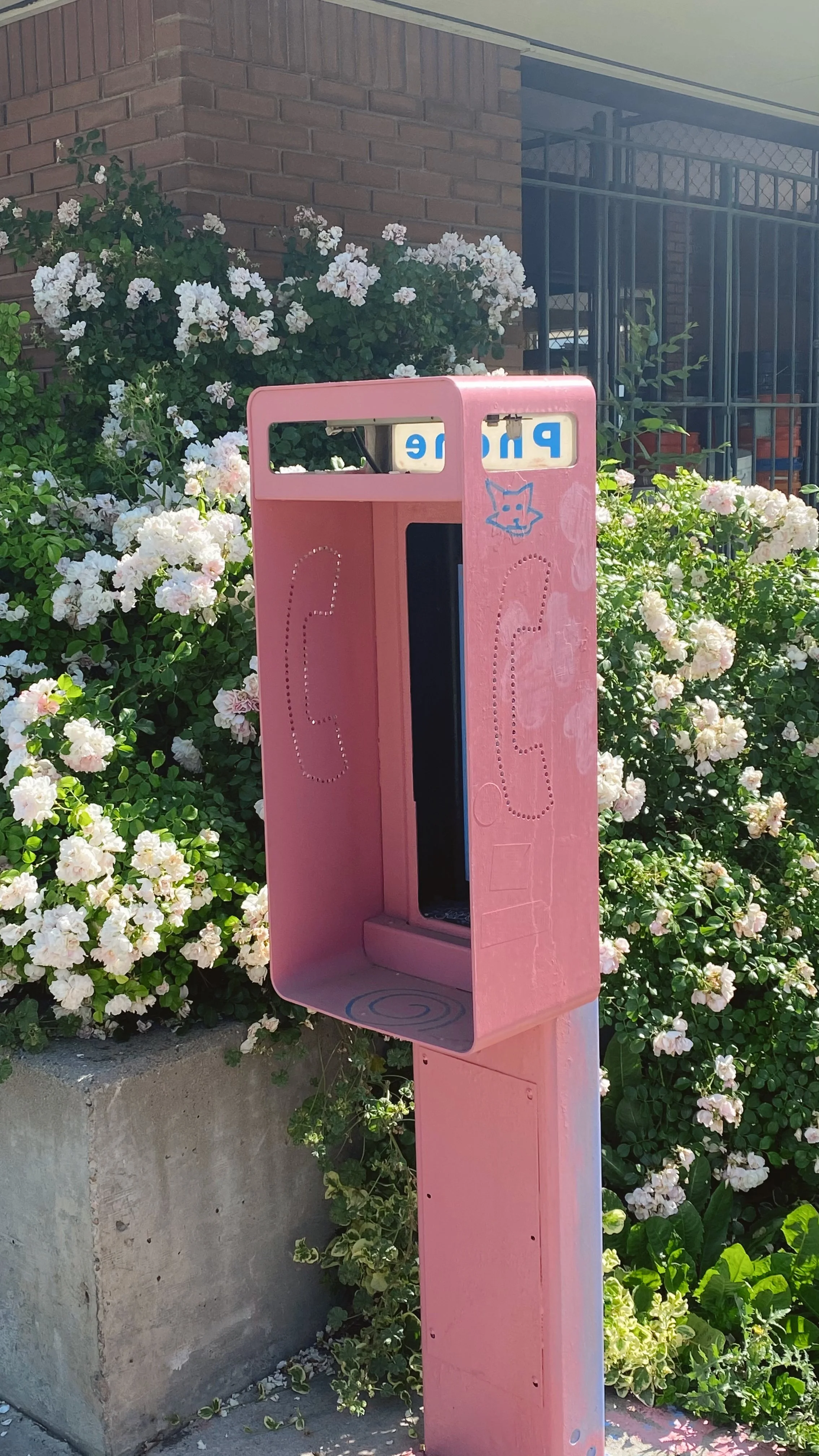 A pink public phone booth with a cat face sticker, located outdoors amid white flowering bushes, against a brick building and a metal fence.