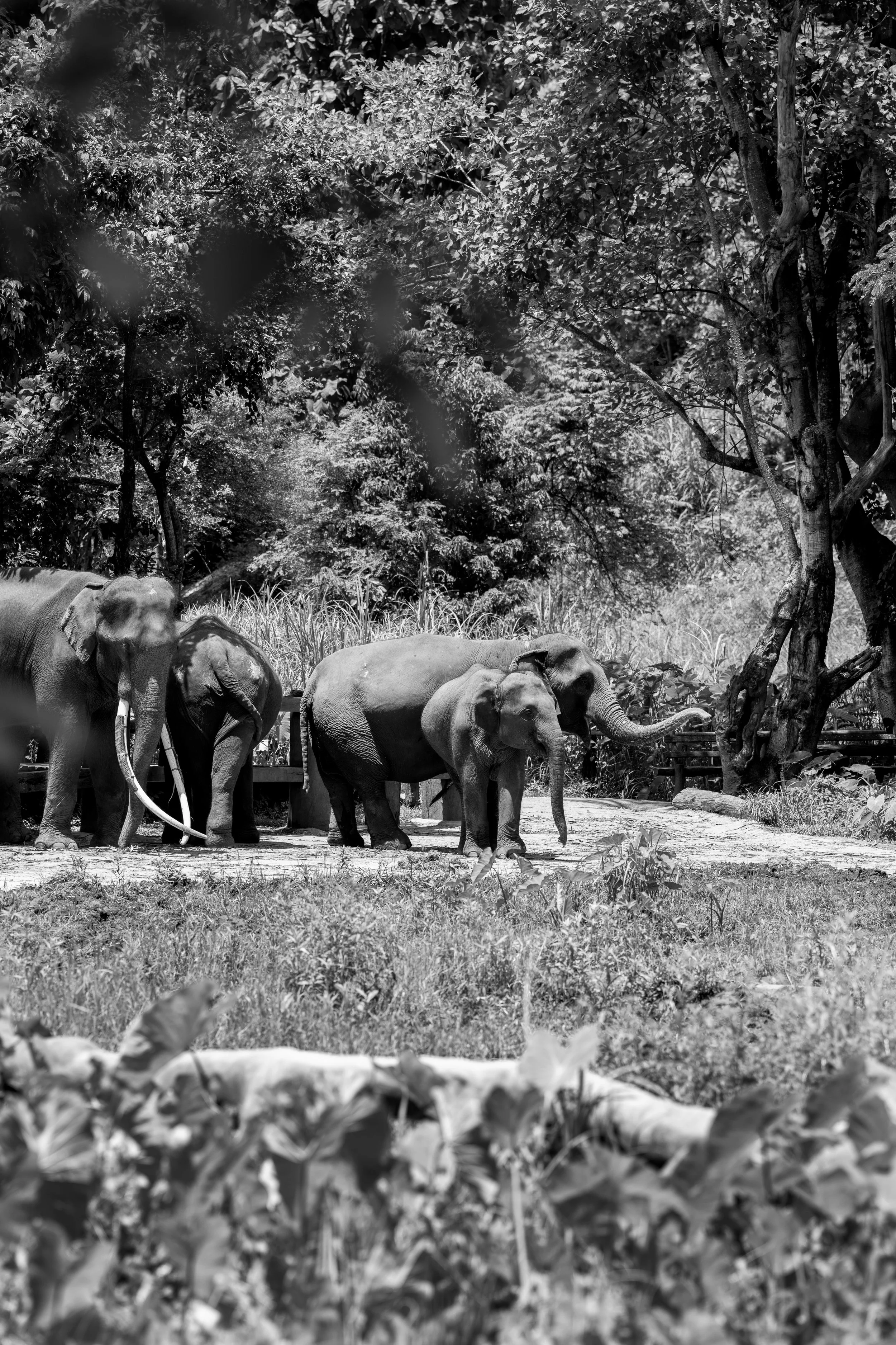 Thai Elephants B&W