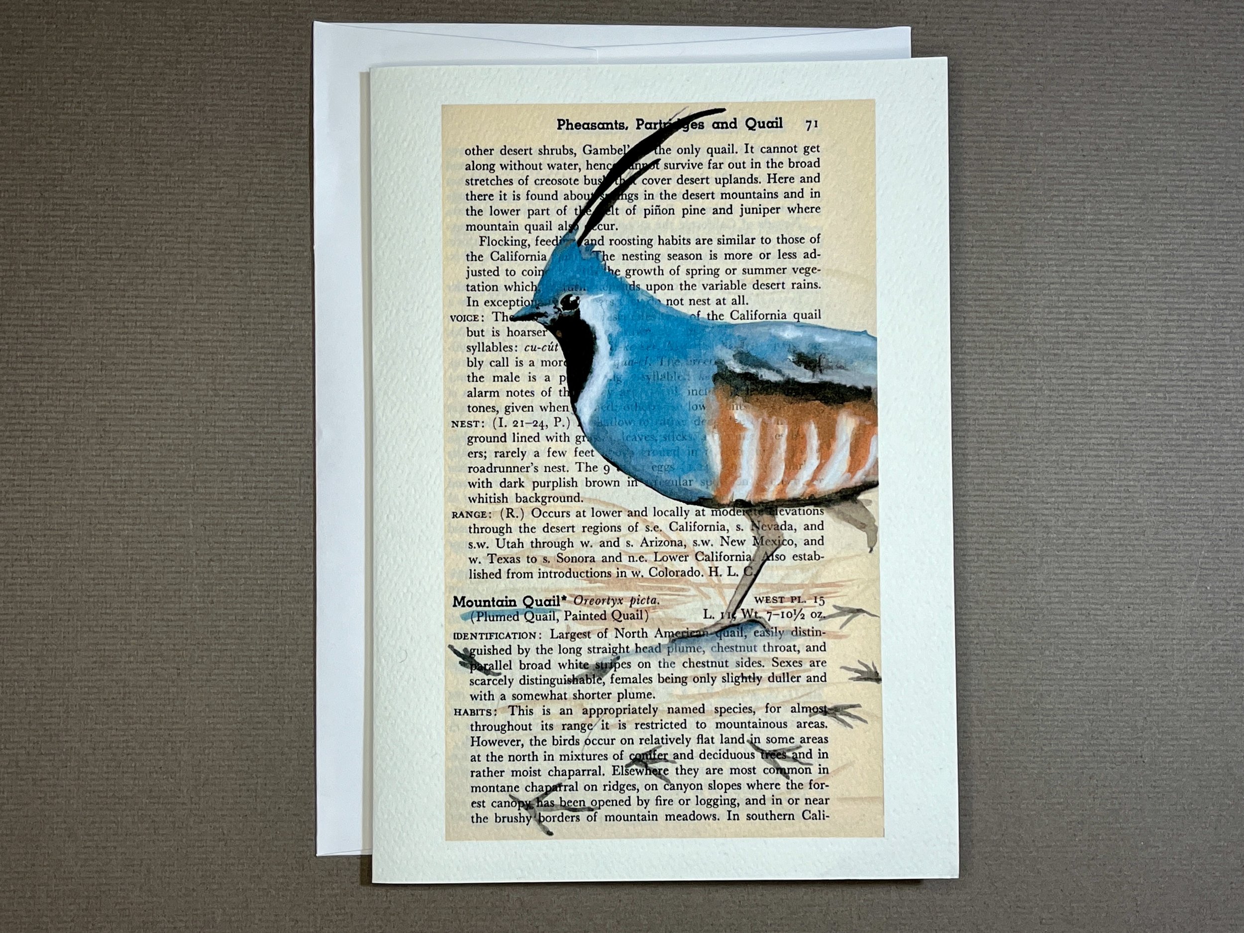 Katrina's-Cards-Mountain-Quail-Bird-Book-vintage-A7-Notecard.jpeg