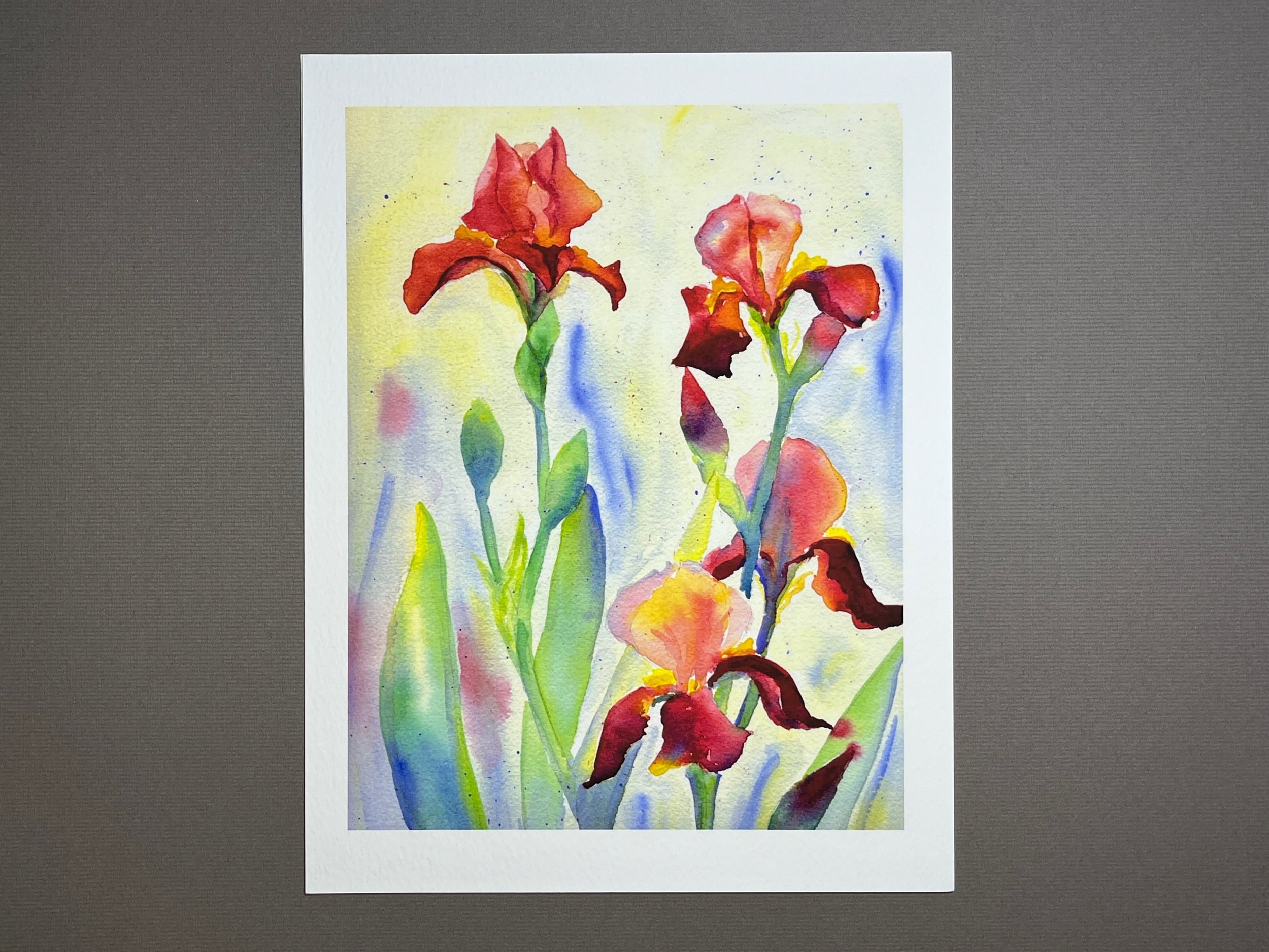 Burgundy Bearded Iris
