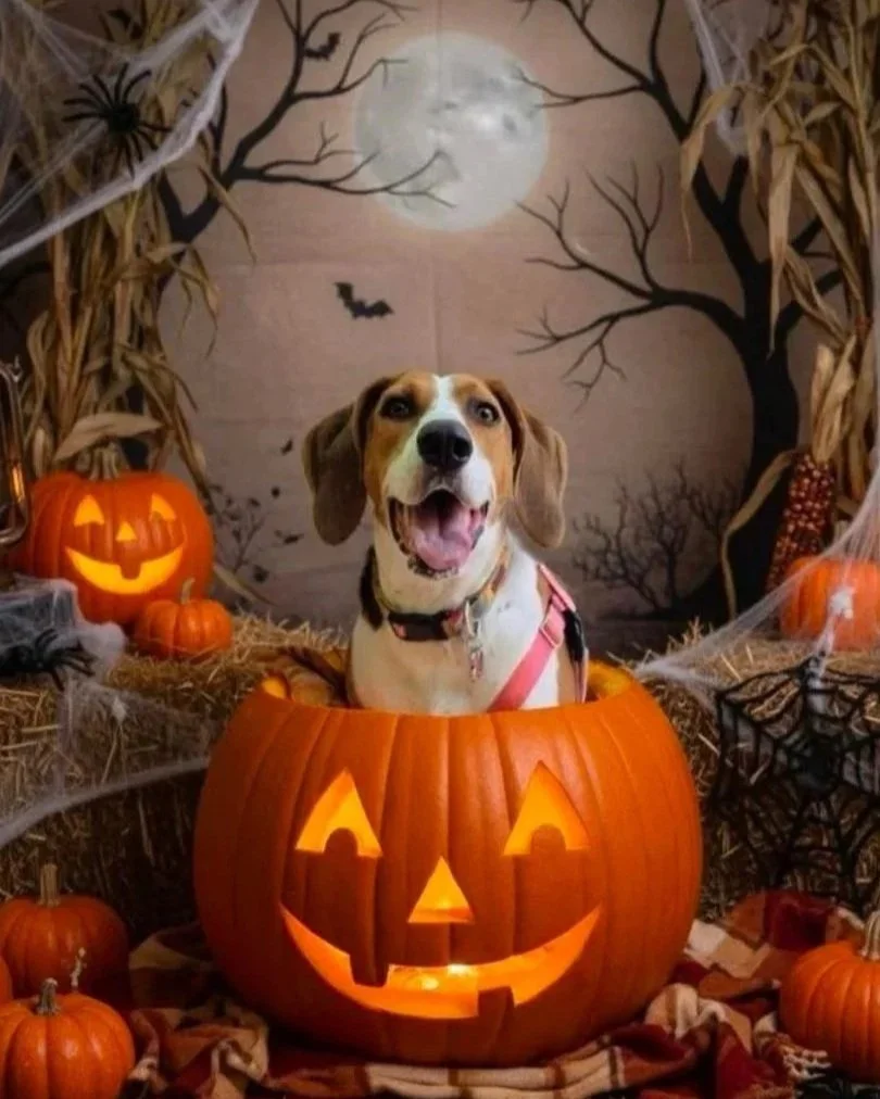 LIbby selected Carolina Coonhound Rescue. (Halloween - Facebook).