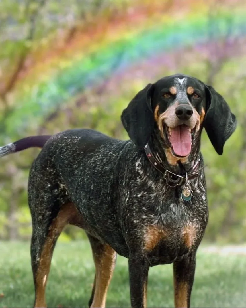 Bella crossed the rainbow bridge in Jan. 2025 after a tough fight with cancer. Her chosen rescue was Helpless Hounds, in Oklahoma. (Pet Memorial Day - Instagram)..