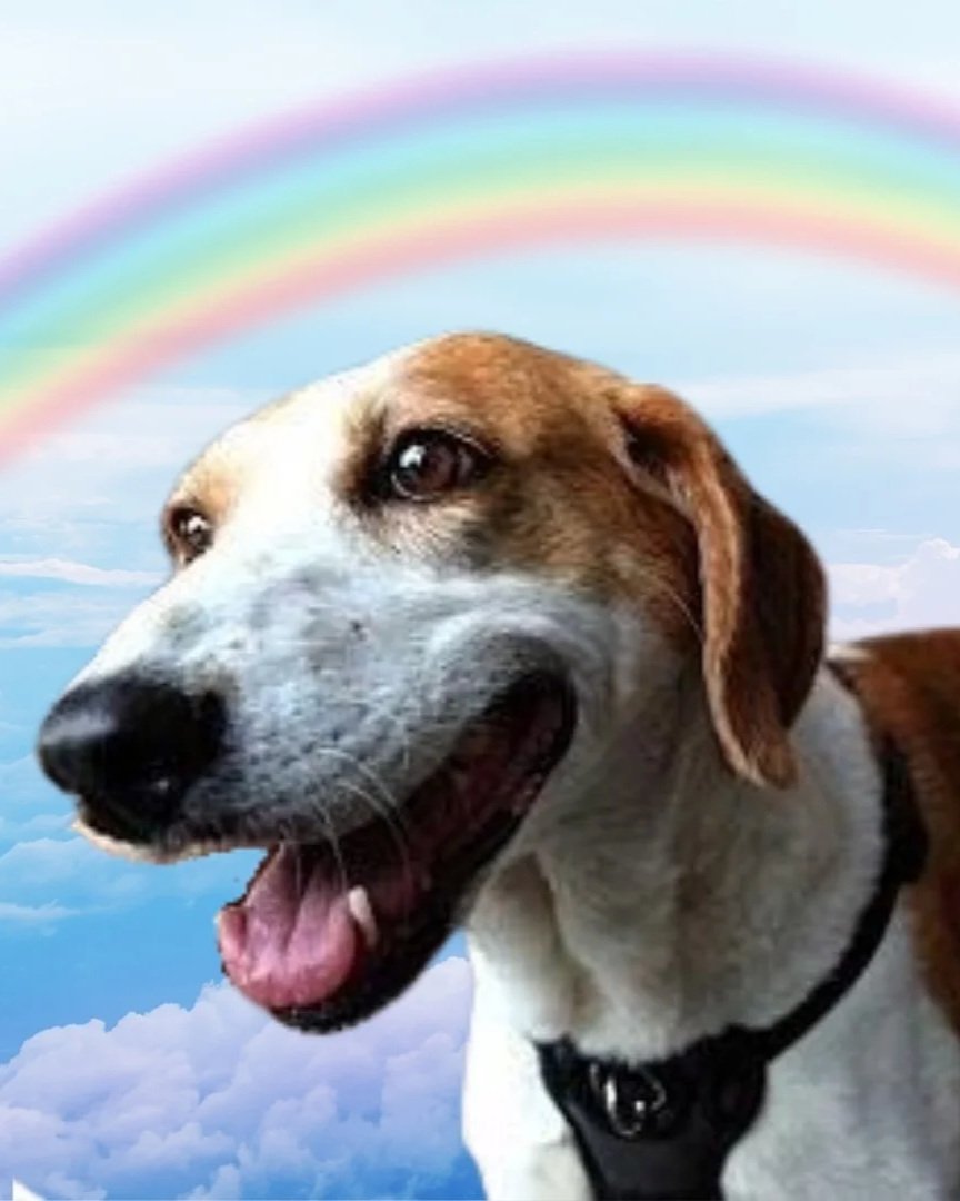 Ellie selected Hope Animal Rescue (NC) from whom she was adopted. (Pet Memorial Day - Facebook).