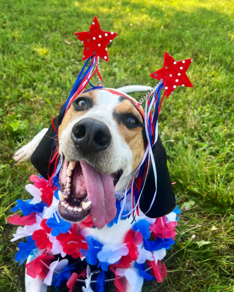 Carly Sue - Refurbished Pets of Southern Michigan. (Independence Day - Instagram).