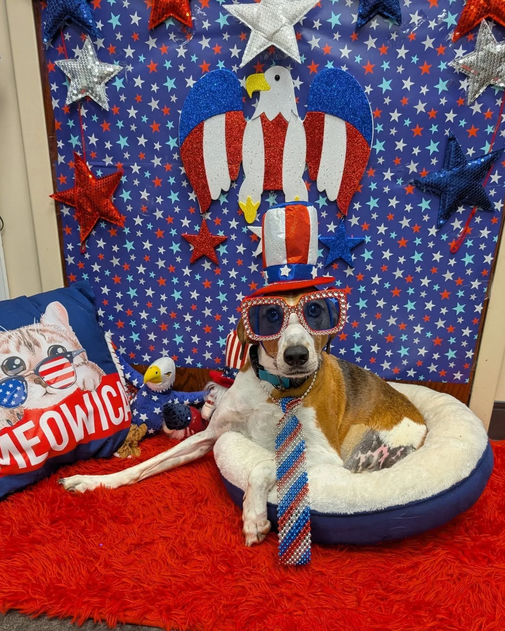 Lt. Dan - Cincinnati Animal Care, Ohio. (Independence Day - Facebook).