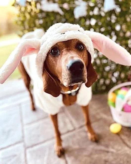 Ruby - Wags and Walks Rescue, which has locations in  Nashville and Los Angeles. (Easter - Instagram)
