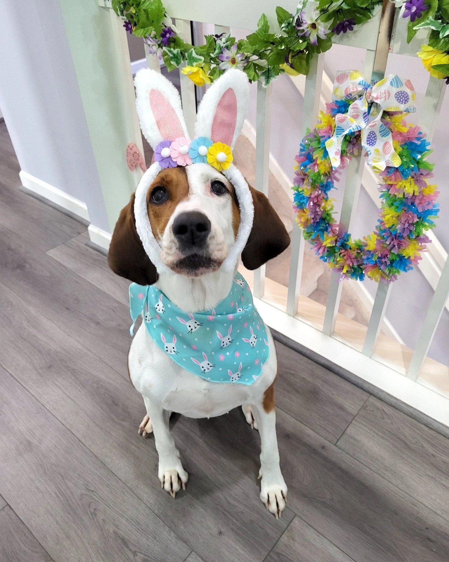 Emma - Misfit Hounds located in east Tennessee. (Easter - Facebook).