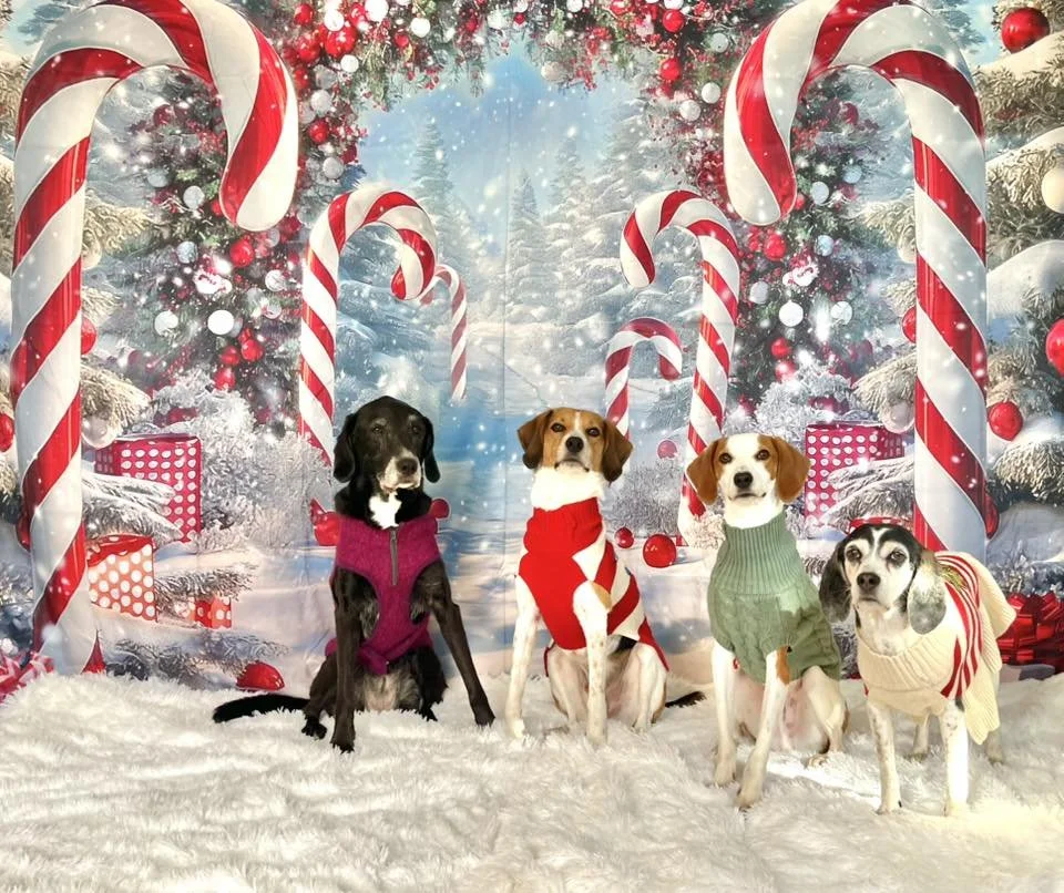 Olivia, Lennon, Oliver, & Willow won our 2025 Christmas Photo Contest on Facebook. They selected Westmoreland County Animal Shelter in Montross, VA.