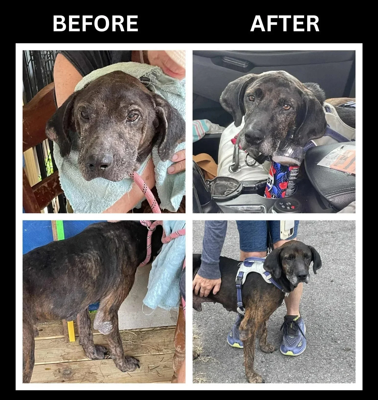 A plotthound with a skin disease before and after treatment.