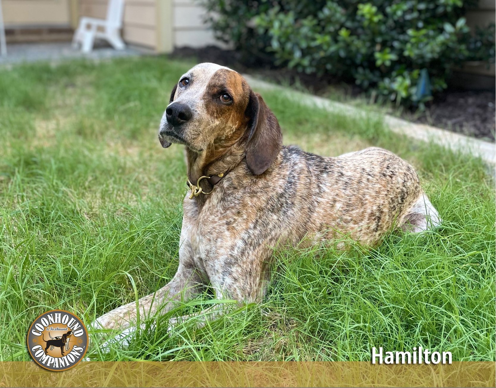 June - Hamilton