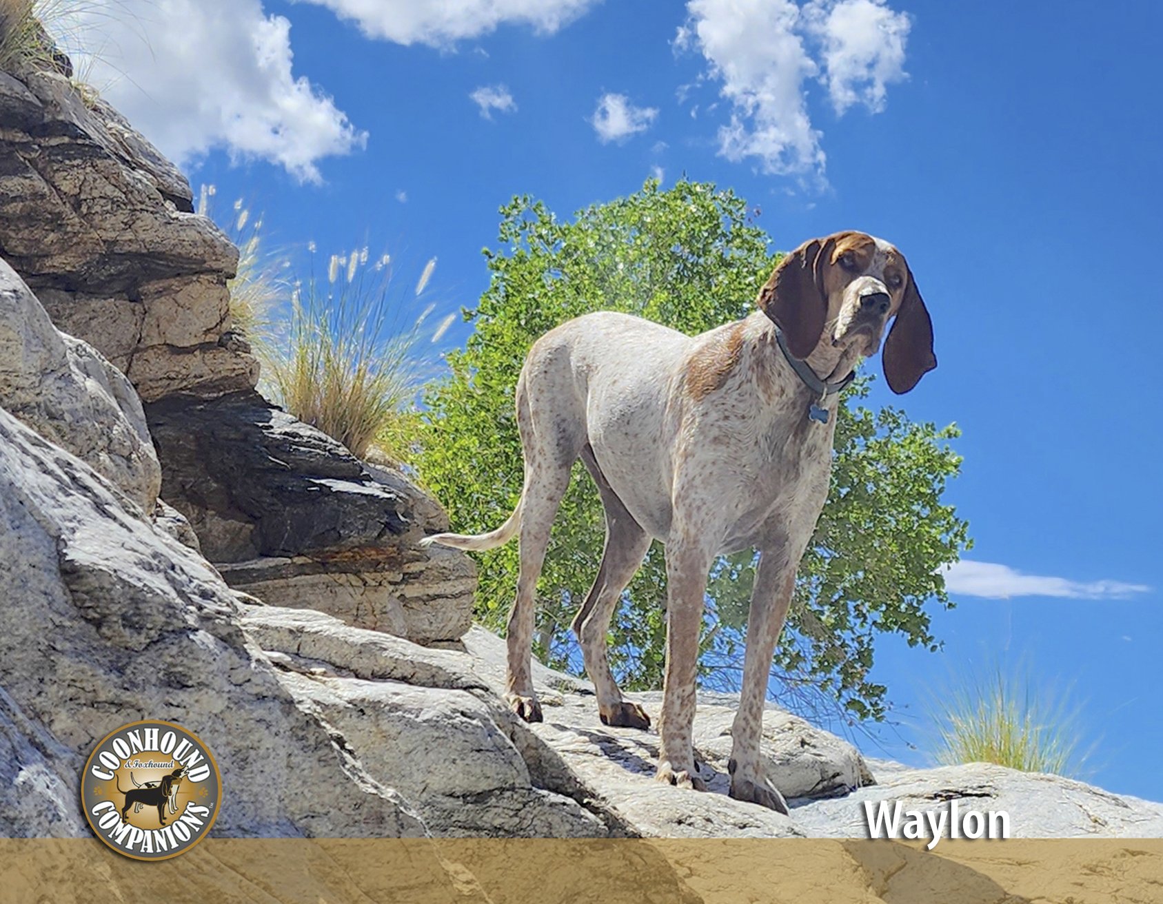 May - Waylon