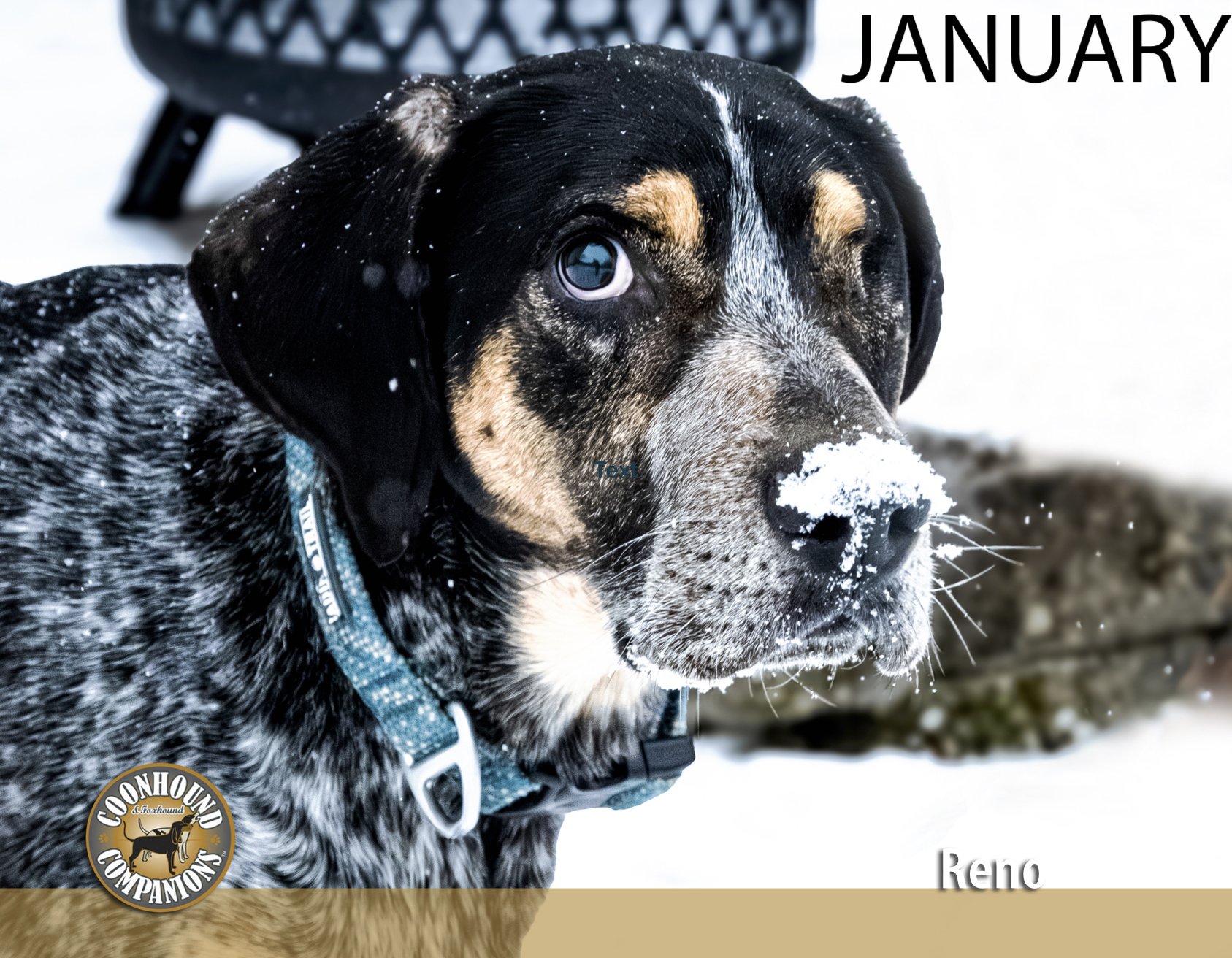 January - Reno