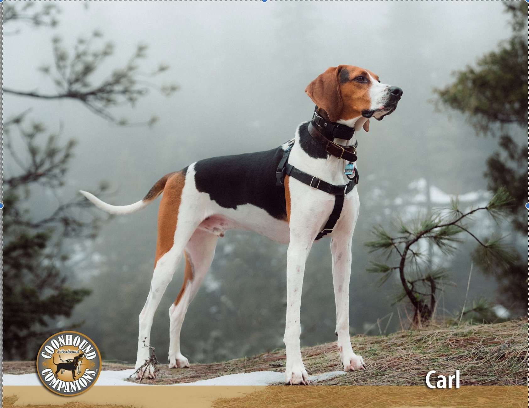 January - Carl